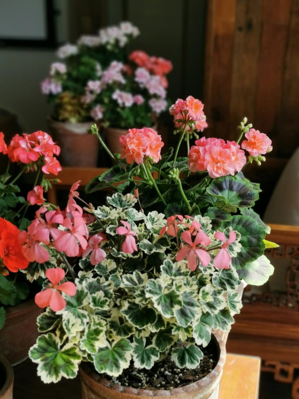 春日的天竺葵(五)弗兰克～～ 入了好几棵带白边的花叶天竺葵,目前表现