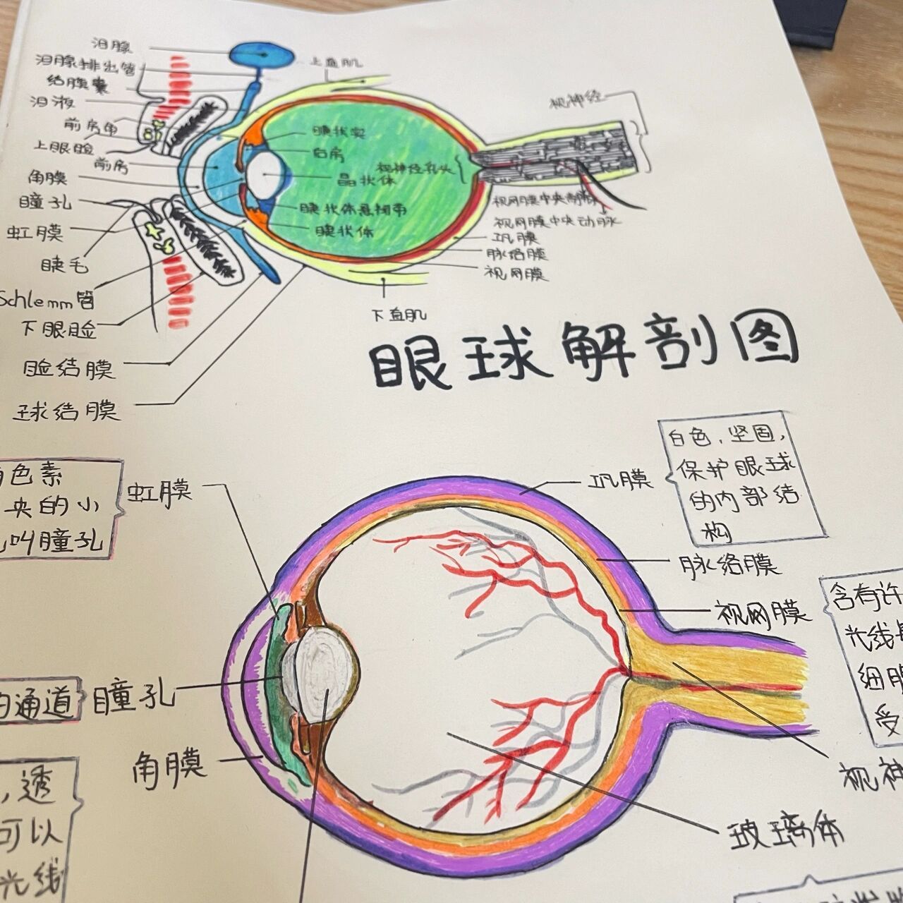 眼球解剖结构图手绘图片