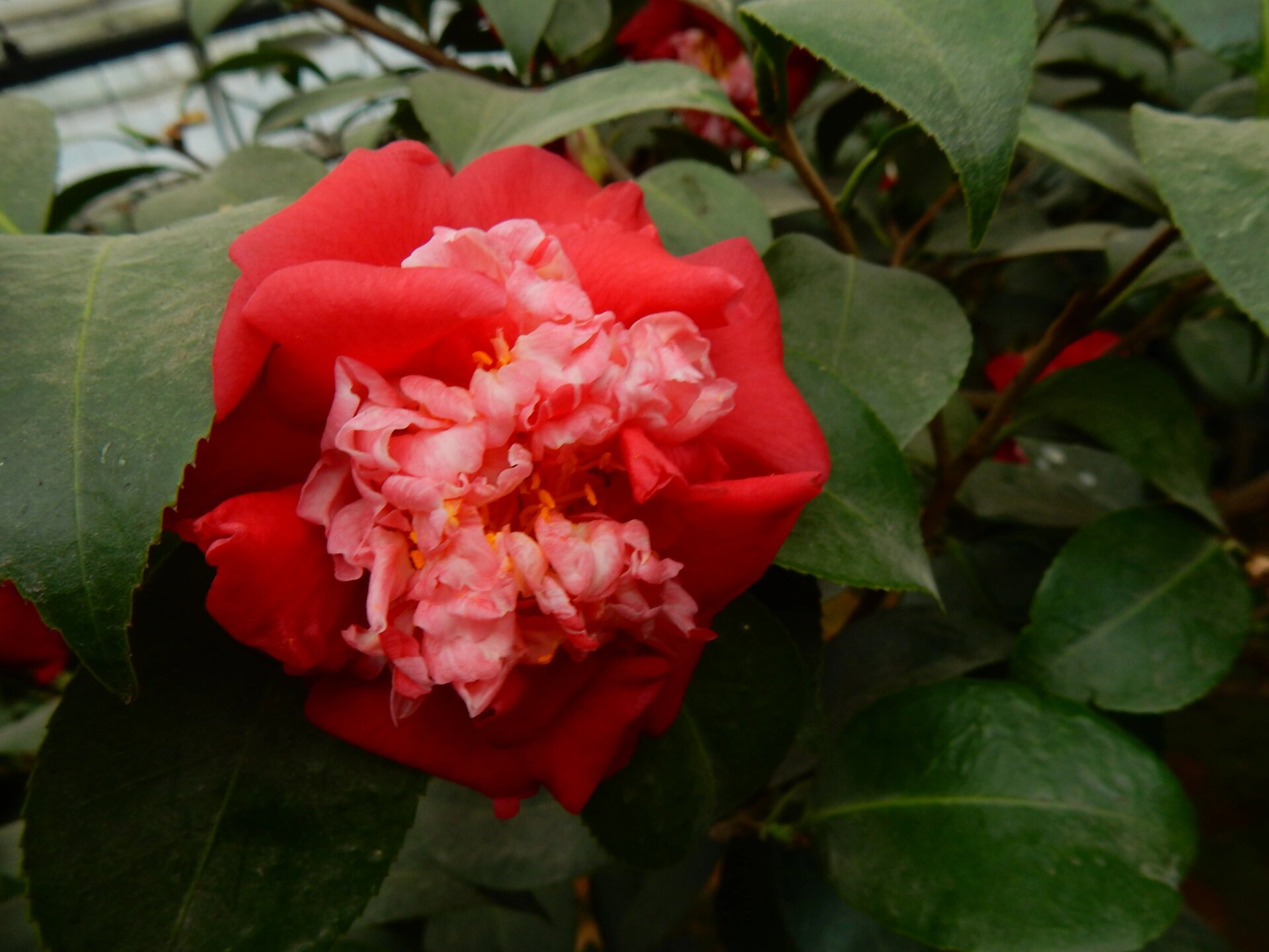 大吉祥 茶花品种~赛洛阳 茶花赛洛阳,又名"大吉祥",产地浙江温州属