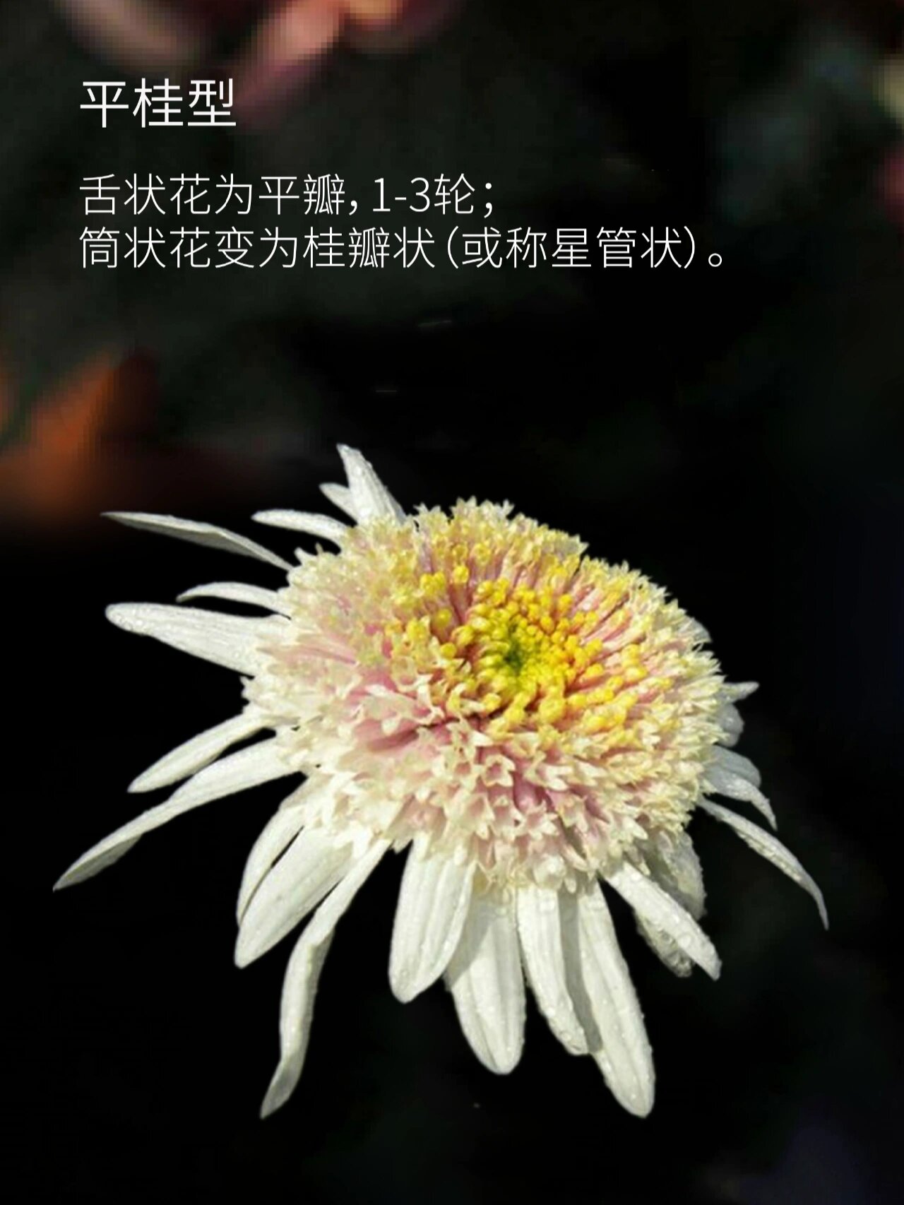 科普|一图了解传统菊花花型(四 菊花花型-桂瓣类&畸瓣类 桂瓣类与