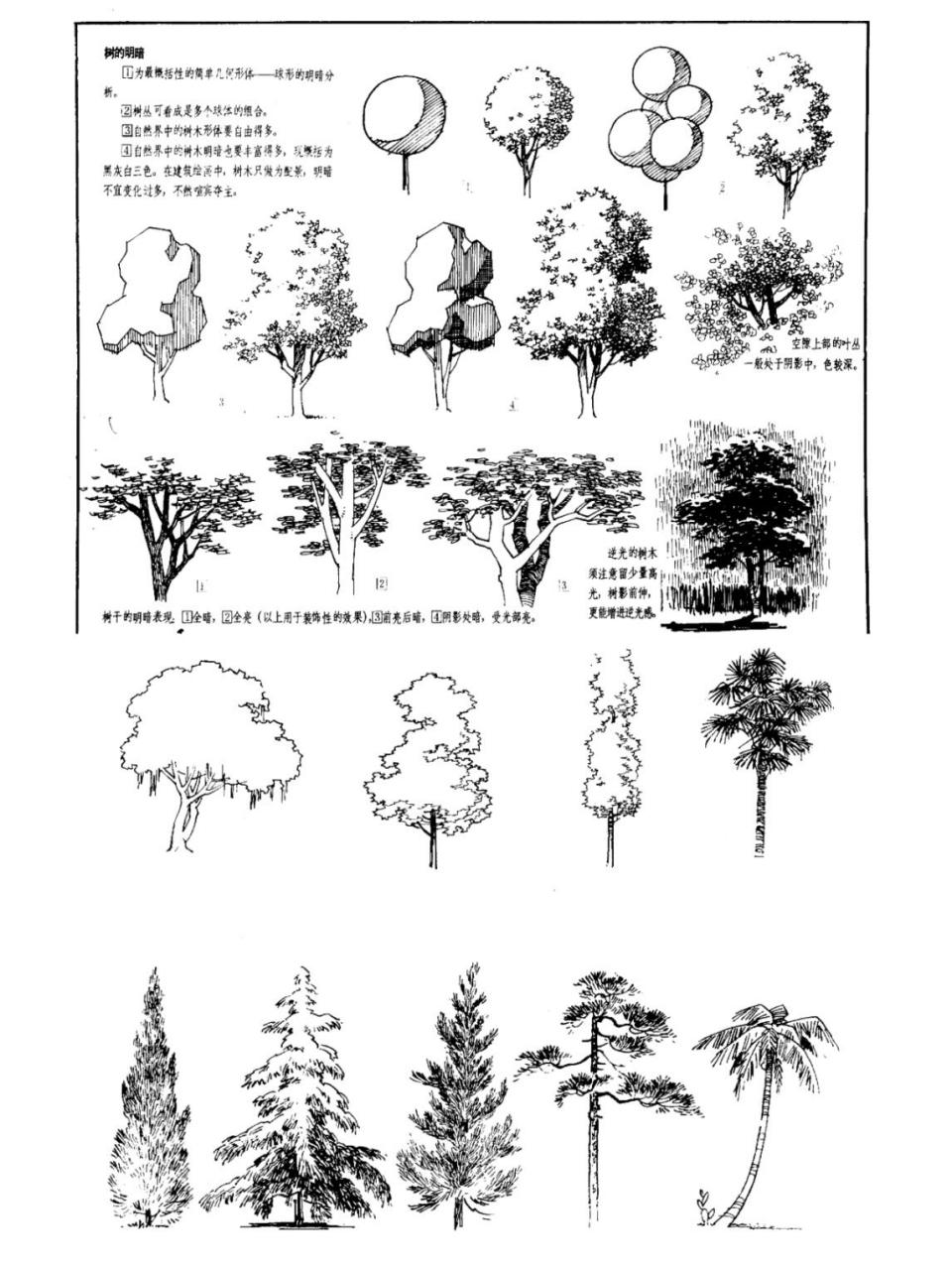 钢笔画植物画法合集.来自---钟训正《建筑画环境表现与技法》一书
