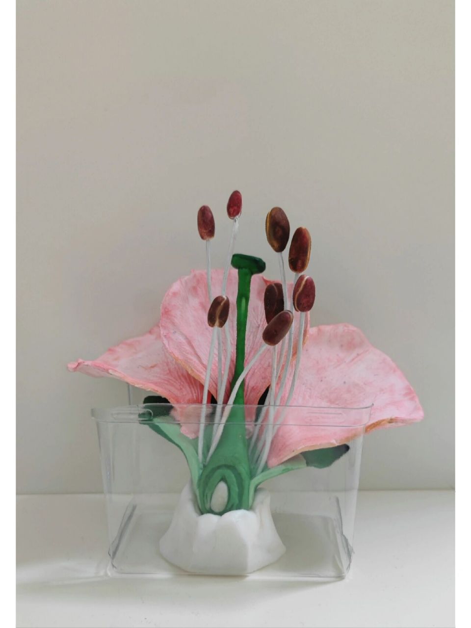 寒假生物作业之花的结构模型 初中的第一个寒假,作业多到飞起!