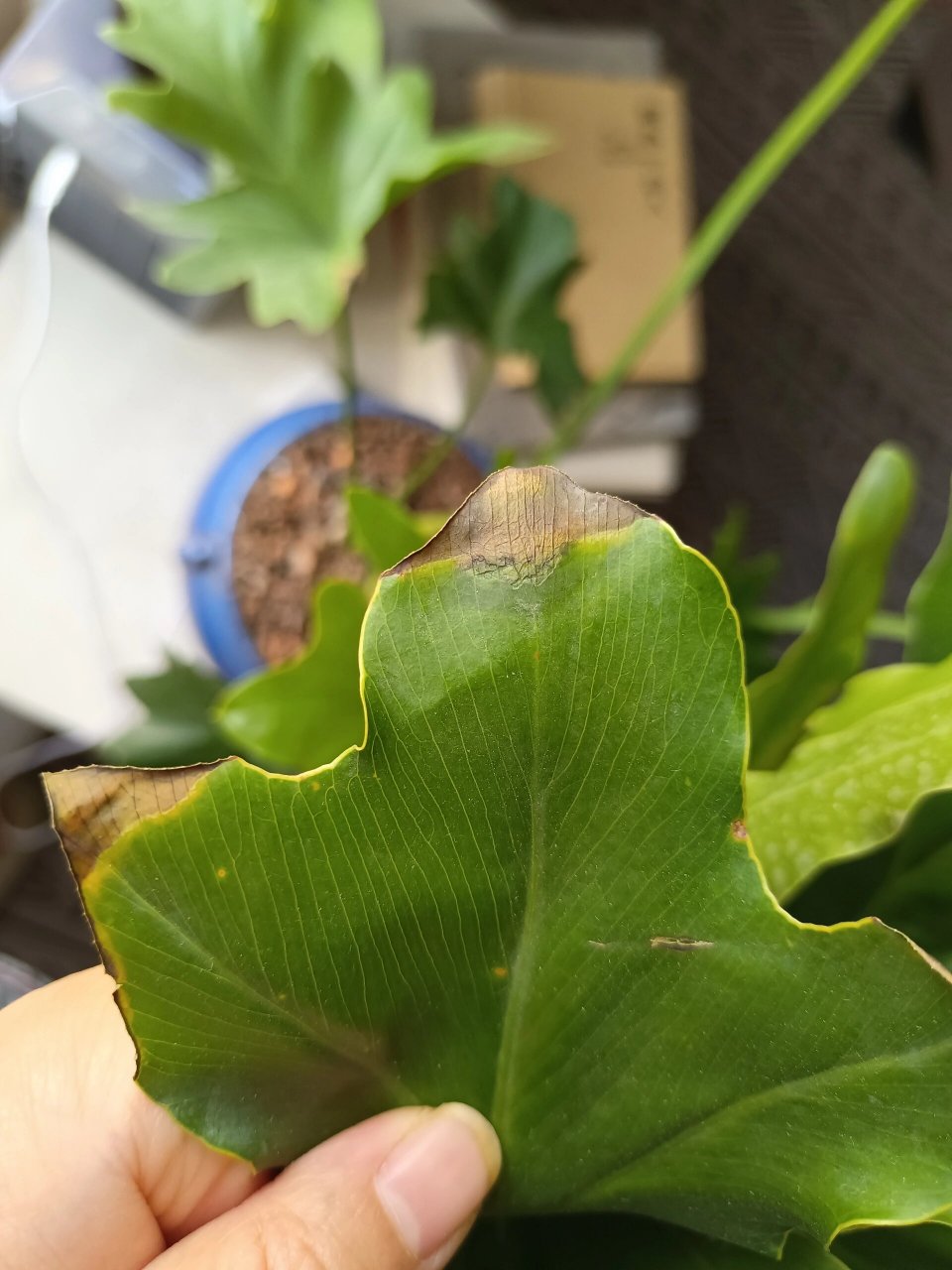 春羽叶片像化水焦边是怎么回事? 平时室内散光养护,大概一周浇一次水