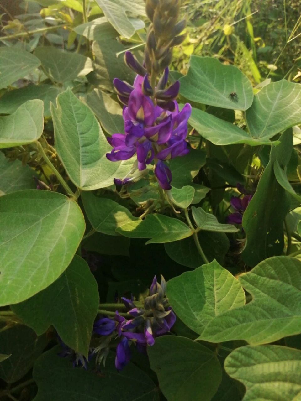 随手拍#中草药 药食同源植物葛藤(葛根) 2021年9月12日,晴,春慧商贸