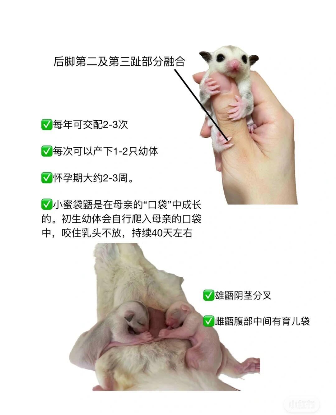 异宠饲养指南阿 蜜袋鼯