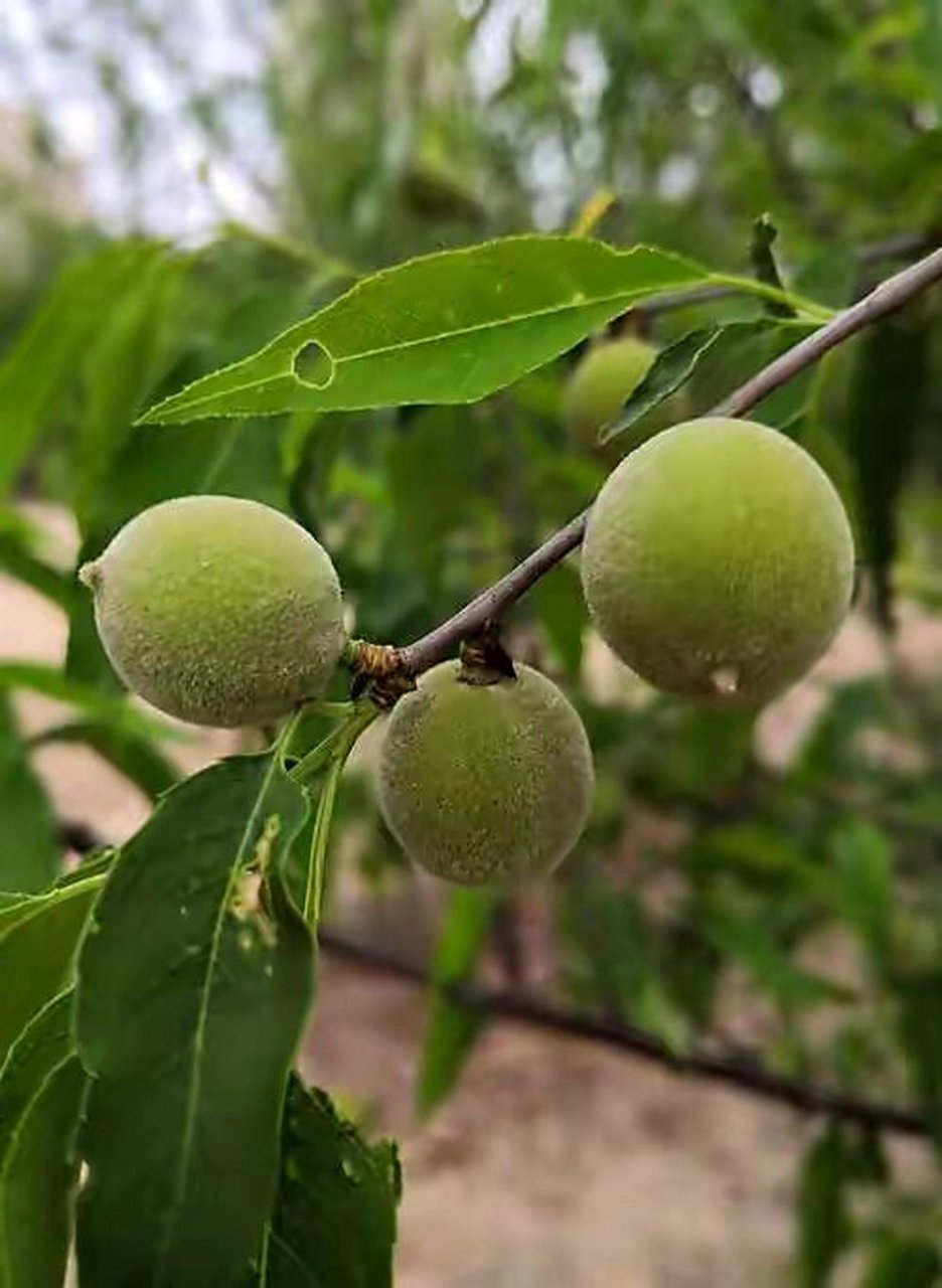 《呼吸2022》种子系列之"每日一种"-山桃 山桃(prunus davidiana),又