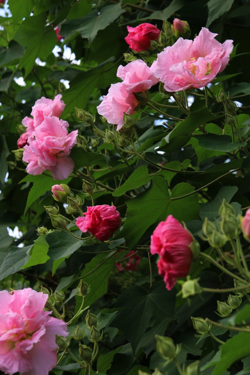 芙蓉花颜色淡雅, 有趣的是早晨颜色粉白, 白天浅红,深夜为深红, 花色
