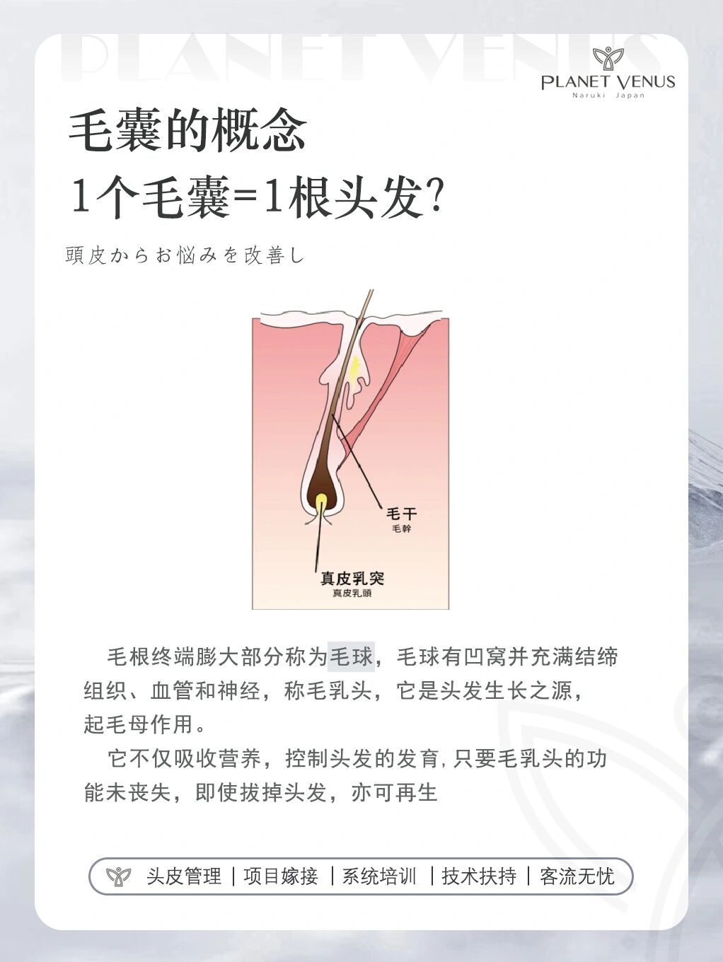每次头发拔出来的白白的小点是毛囊吗00