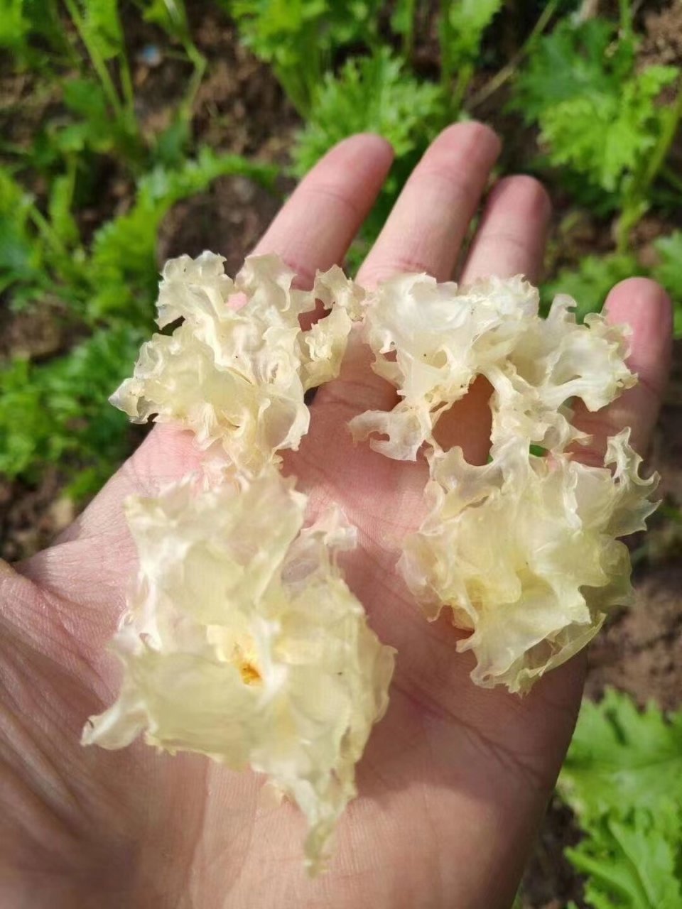 野生银耳 野生银耳也叫椴木银耳,又称白木耳,是一种生长于枯木上的