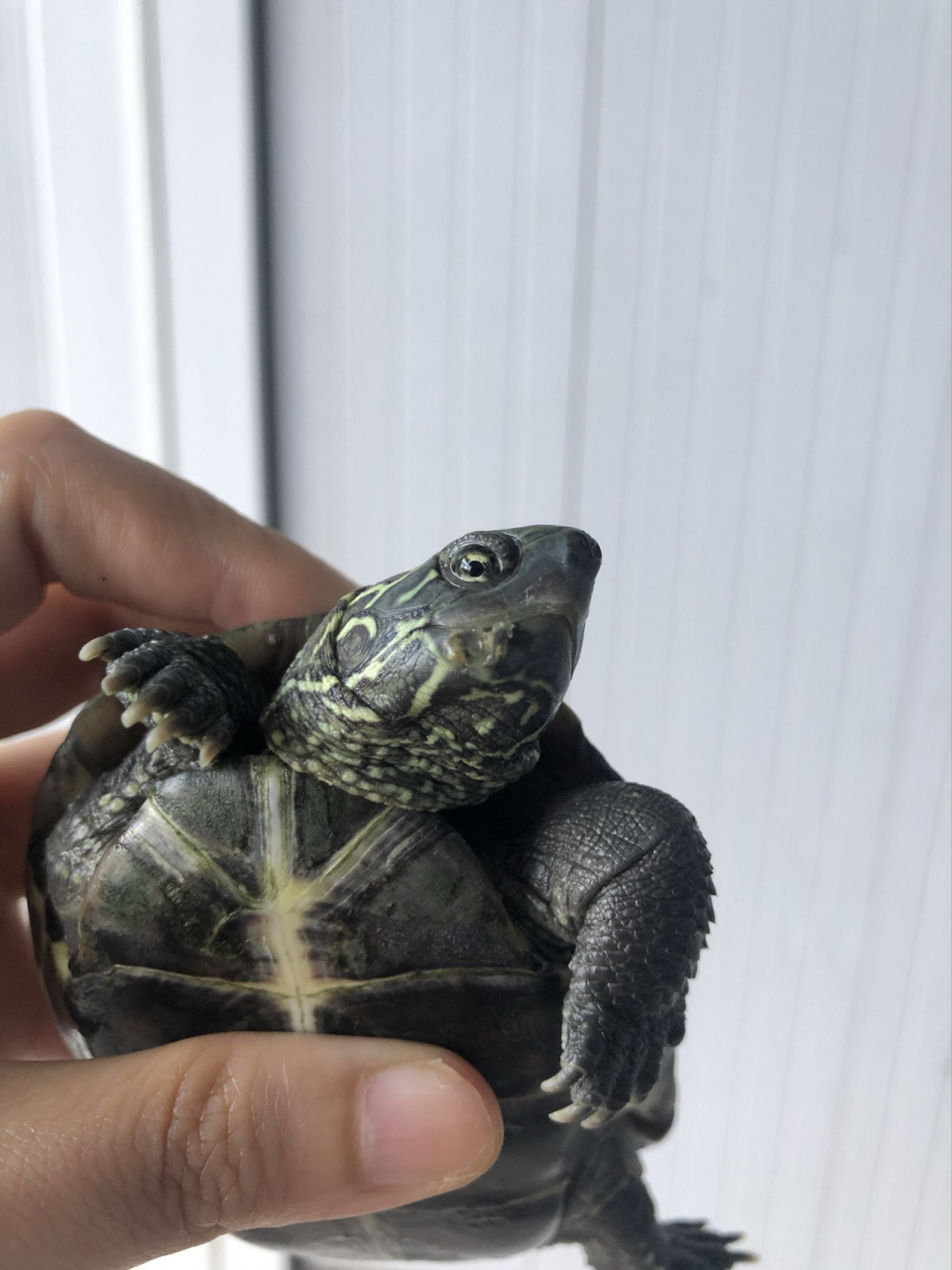 草龟下巴长包后续 上次用治疗疥疮的手法,试了试,里面没有豆腐渣一样