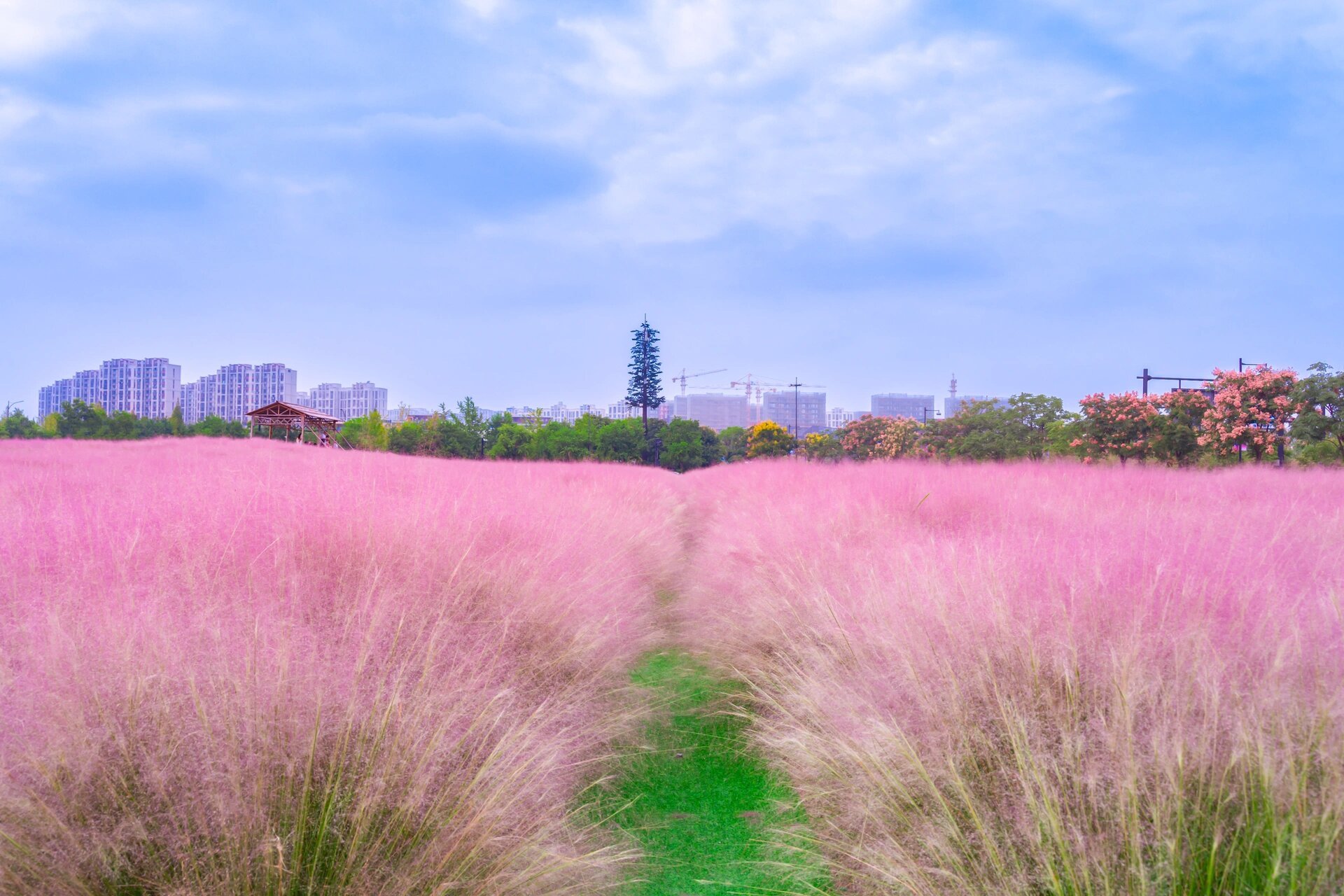 临平艺尚小镇粉黛99杭州10月最浪漫的地方 今年临平的粉黛花海又