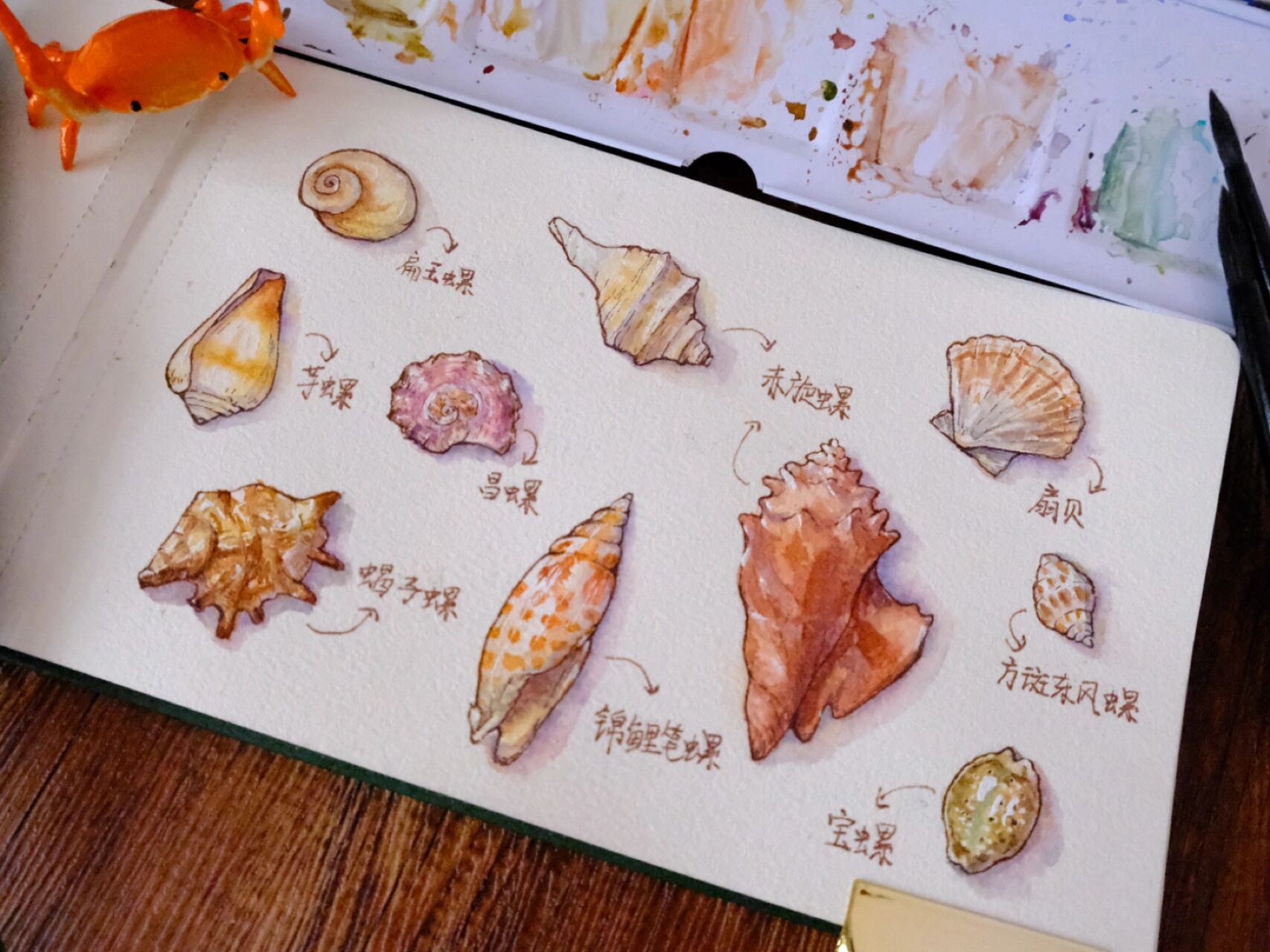 钢笔淡彩|贝壳海螺图鉴(附线稿