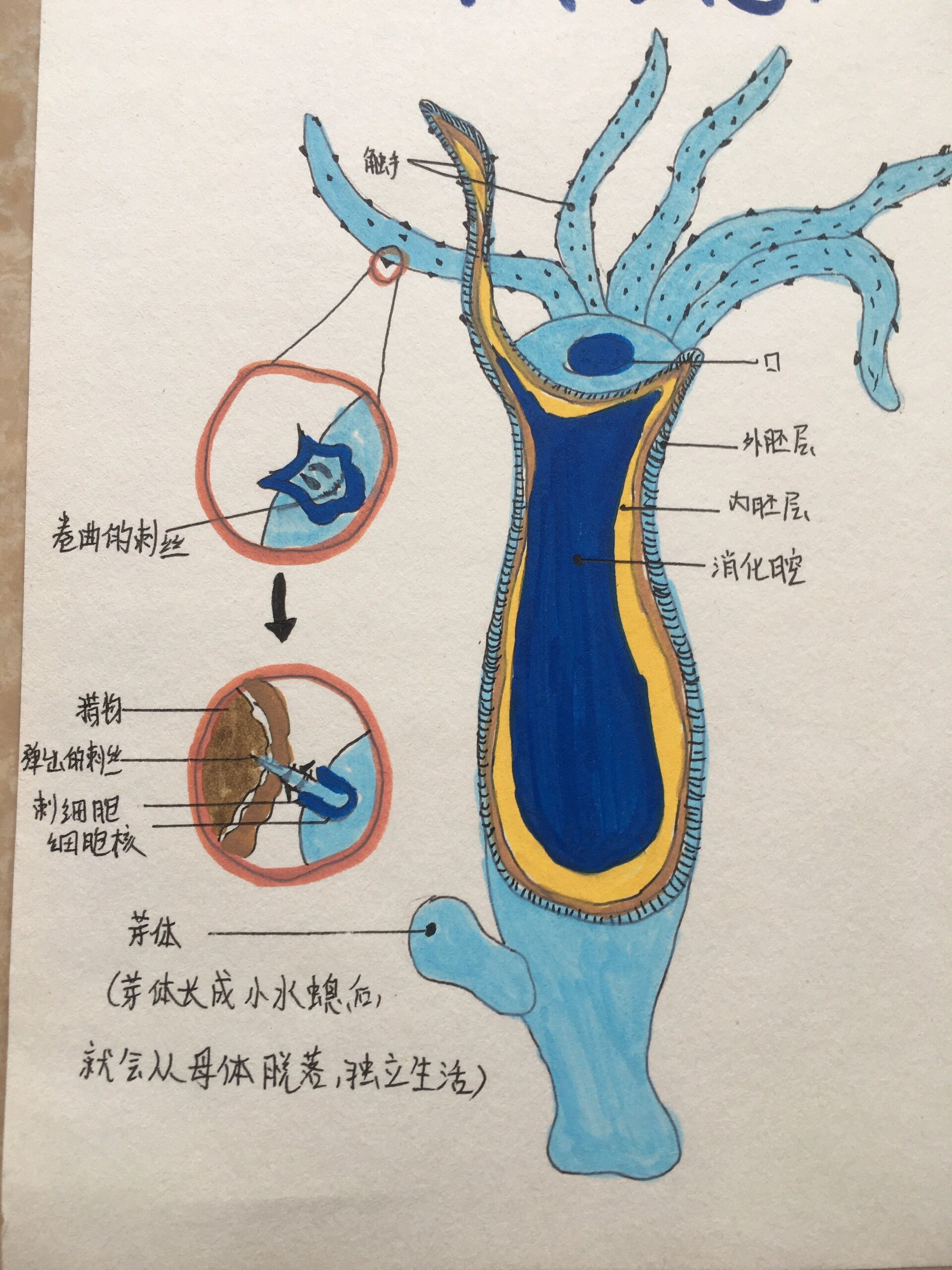 水螅横切面结构图说明图片