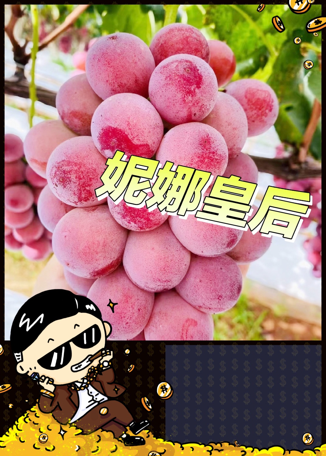 葡萄界的贵族丨妮娜皇后,这个葡萄品种源自日本.