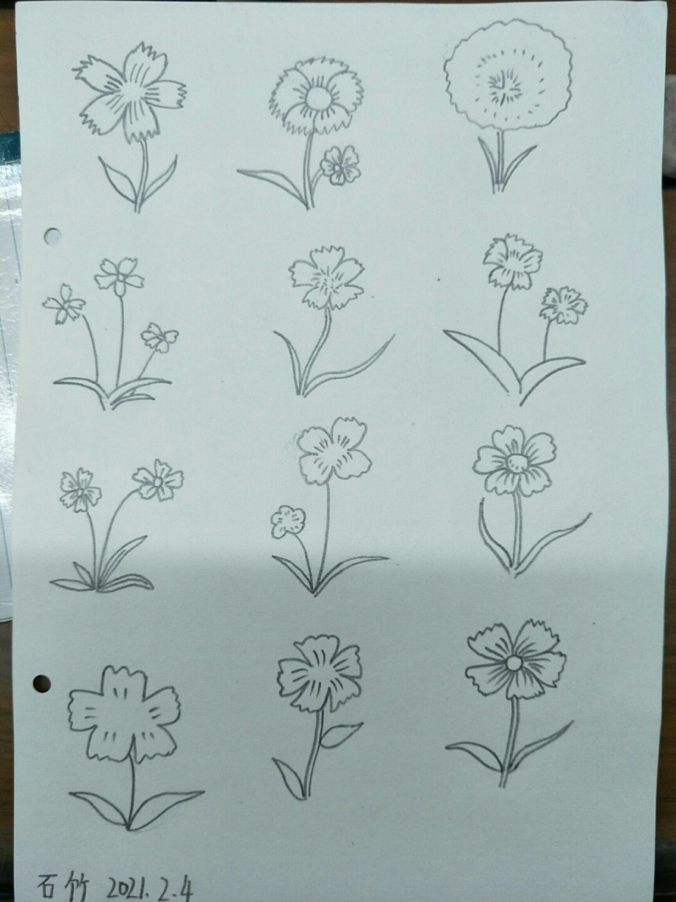 简笔画石竹,坚持打卡 #绘画