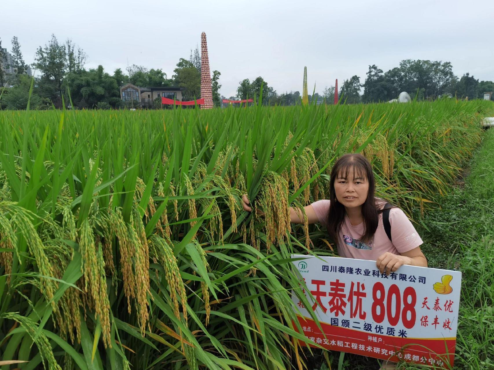 天泰优808水稻种,产量高,米好吃,抗病力强