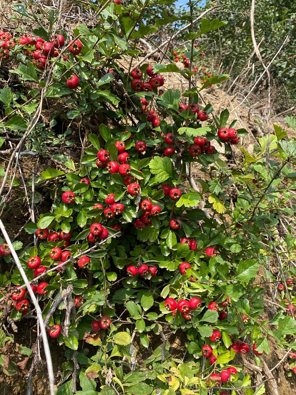 第一次见野山楂