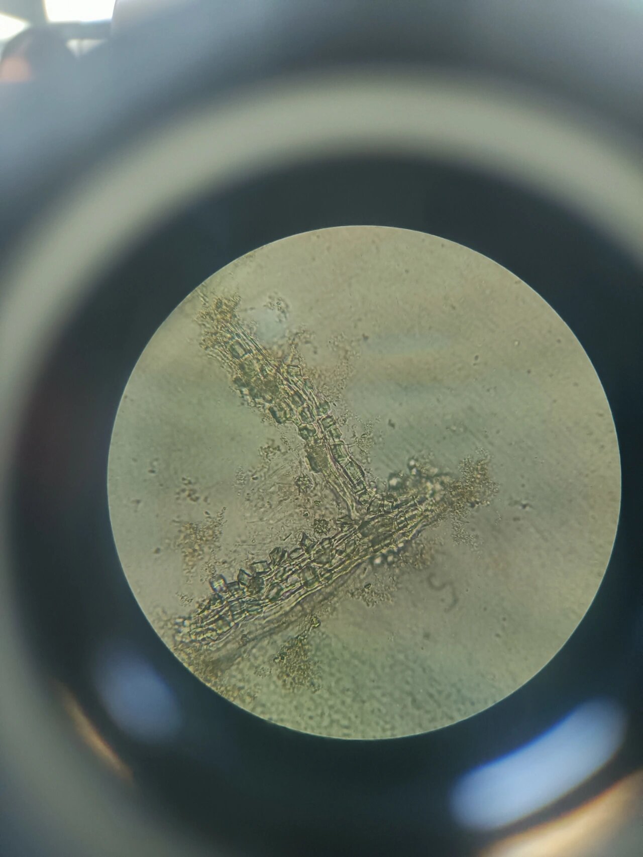 番泻叶显微粉末图 晶纤维,非腺毛,草酸钙簇晶,上下表皮细胞及气孔