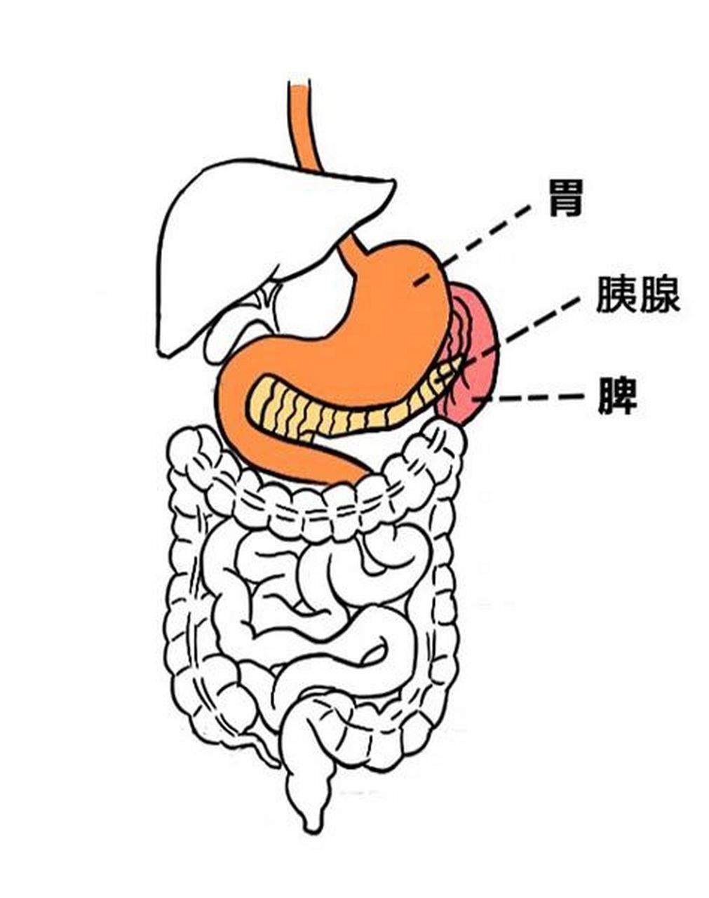 胰腺和脾脏的位置图片图片