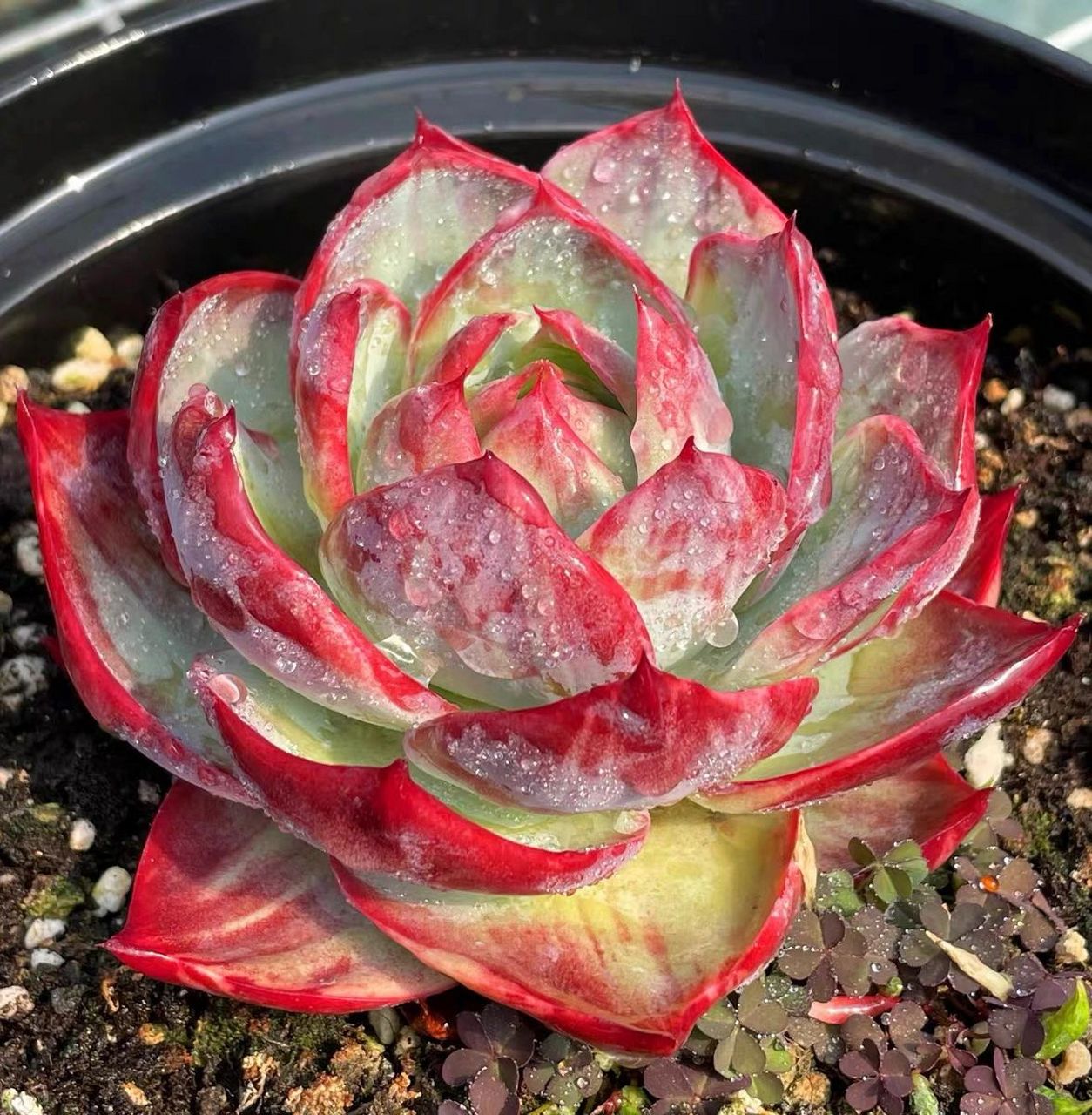 多肉惊鸿仙子——普货的价格,高贵的颜值 秋天买多肉,有哪些多肉品种