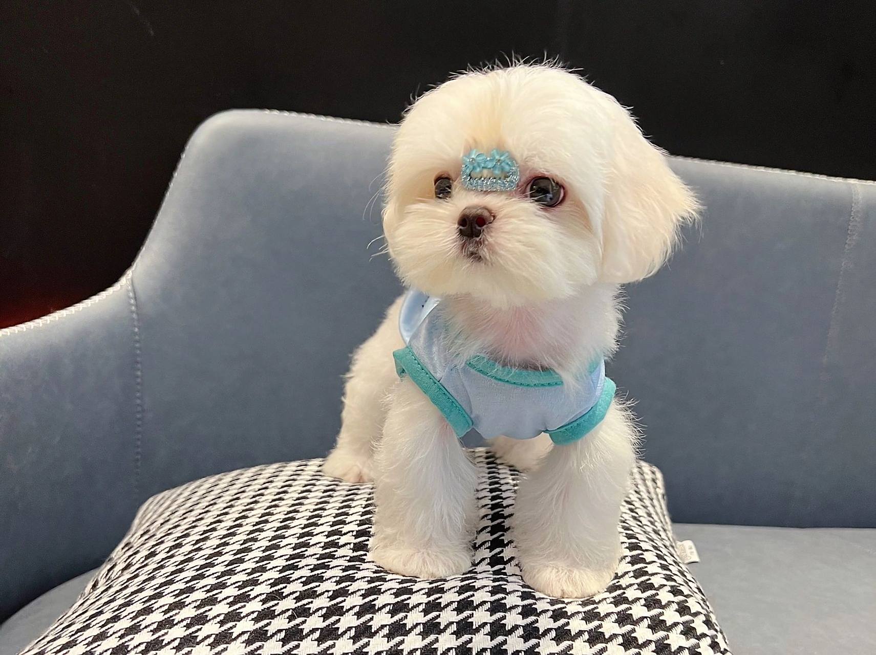 马尔济斯犬 | 欧洲最古老的犬种之一 迄今已有近3000年的历史,在古代