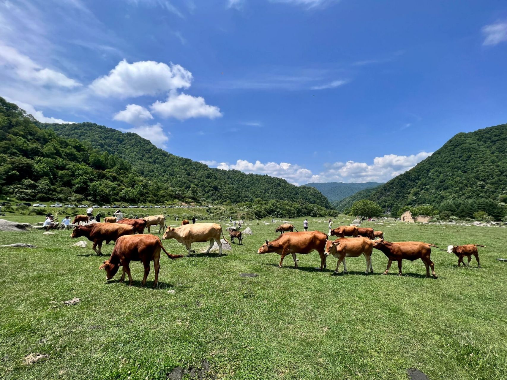 留坝狮子沟太治愈啦  留坝很凉快 风大的时候甚至有点冷 狮子沟牧场