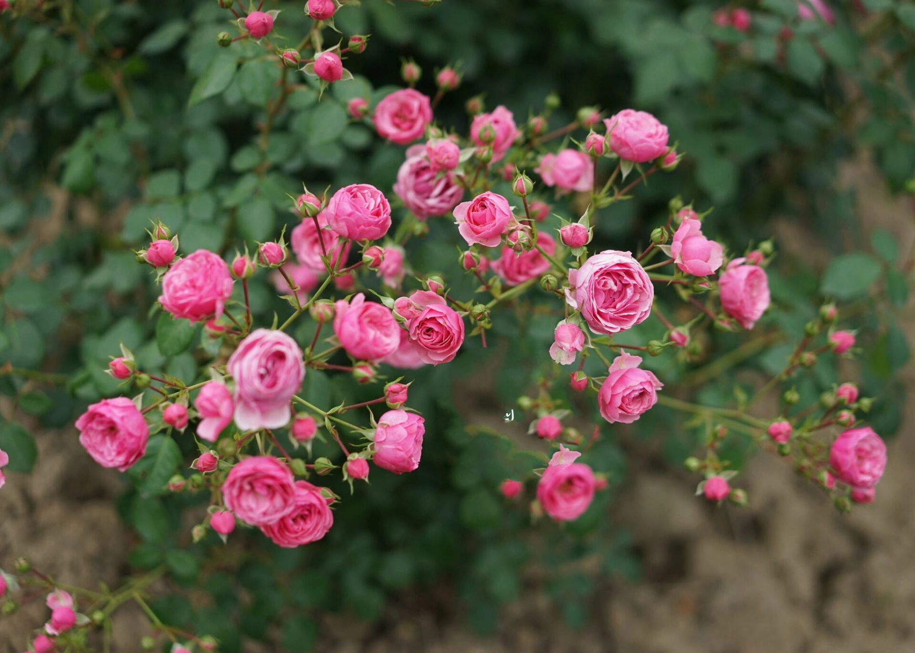 藤本月季品种26615:艾拉绒球 艾拉绒球 pomponella 粉色花,小轮花