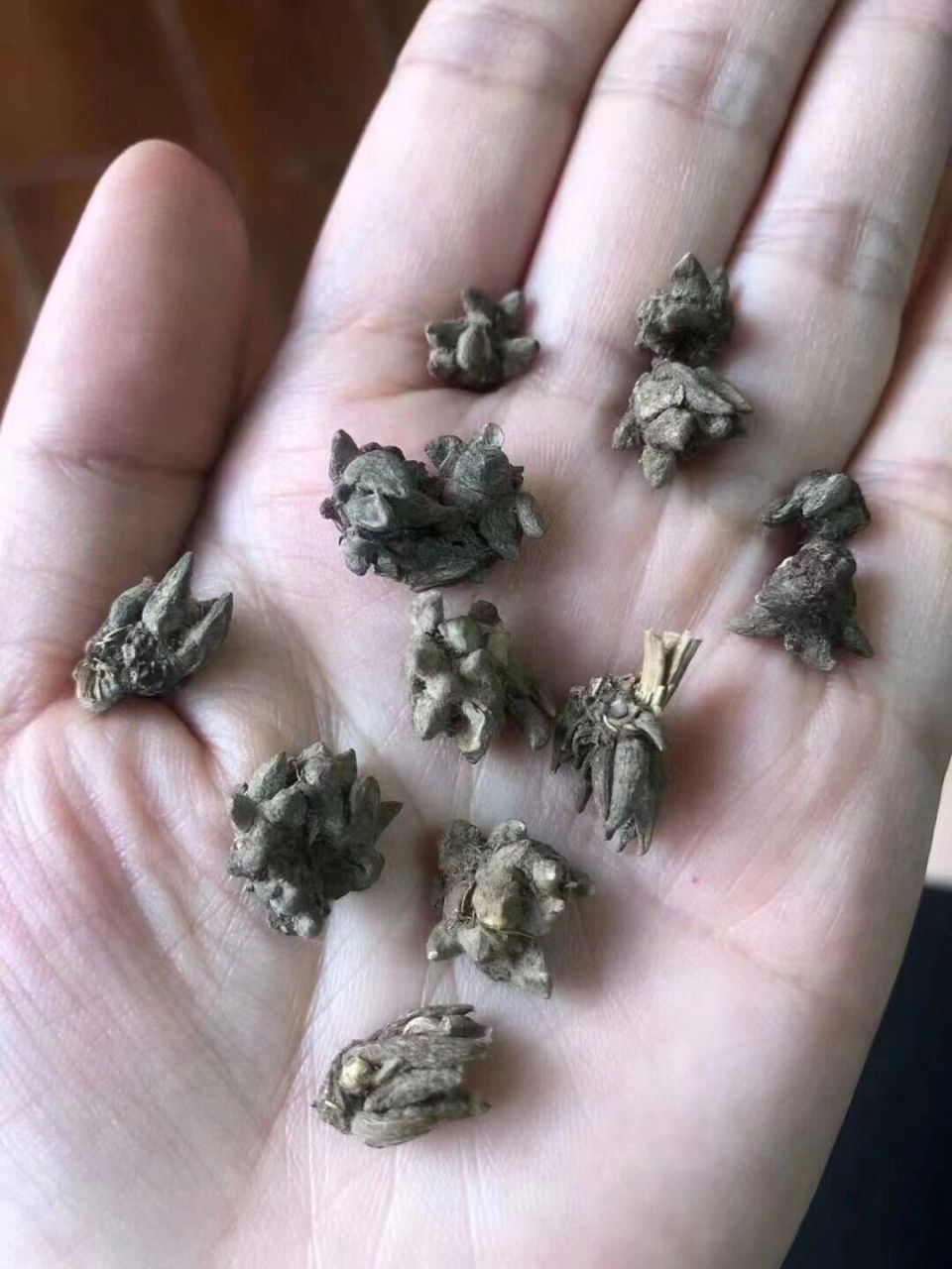 野生猫爪草 野生猫爪草很香,纯野生,不掺杂.