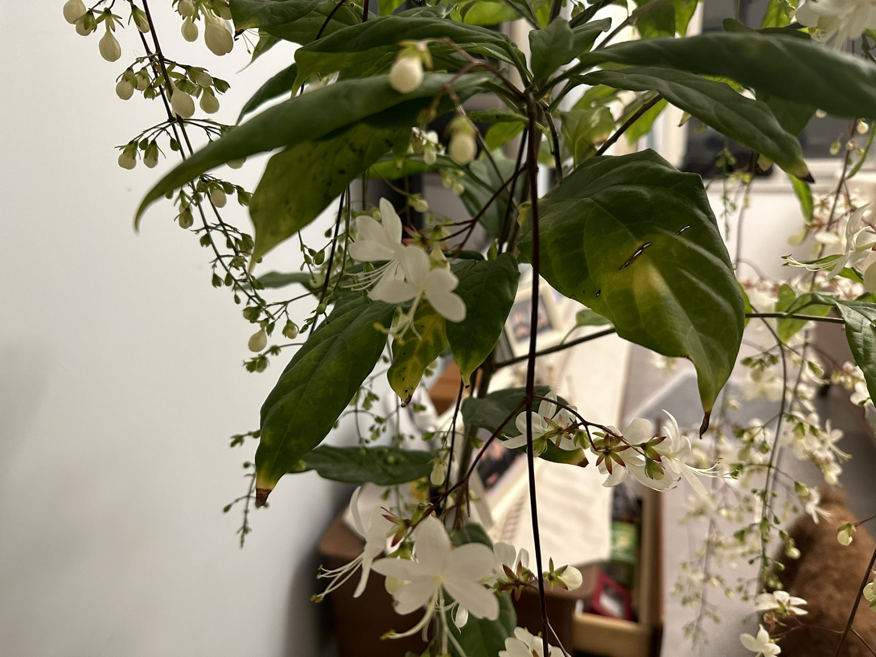 有懂这个垂丝茉莉叶发黄是怎么回事吗?