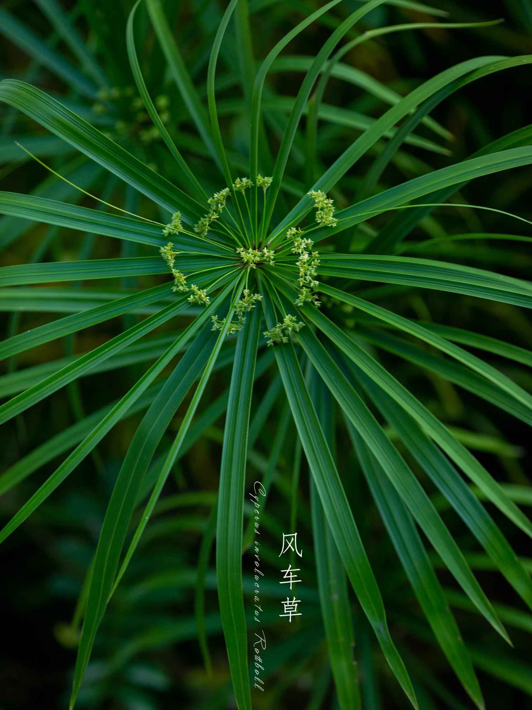 风车草拉丁名图片