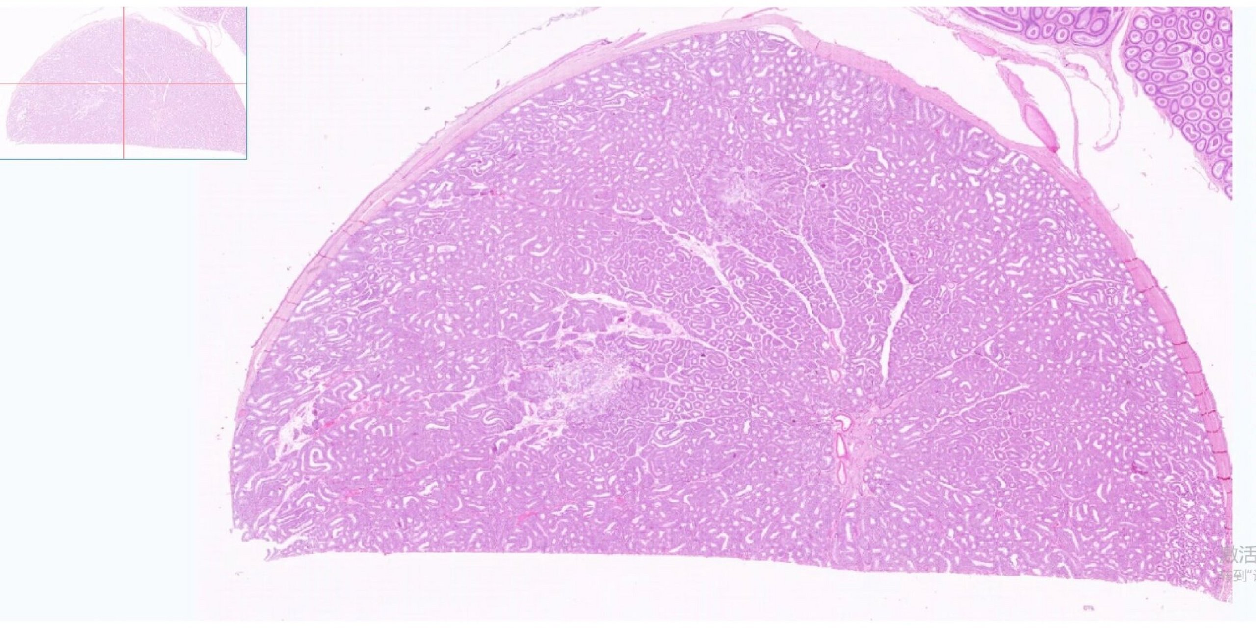 男性生殖系统——睾丸 生精小管相关结构 精原细胞:紧贴基膜,圆形或卵