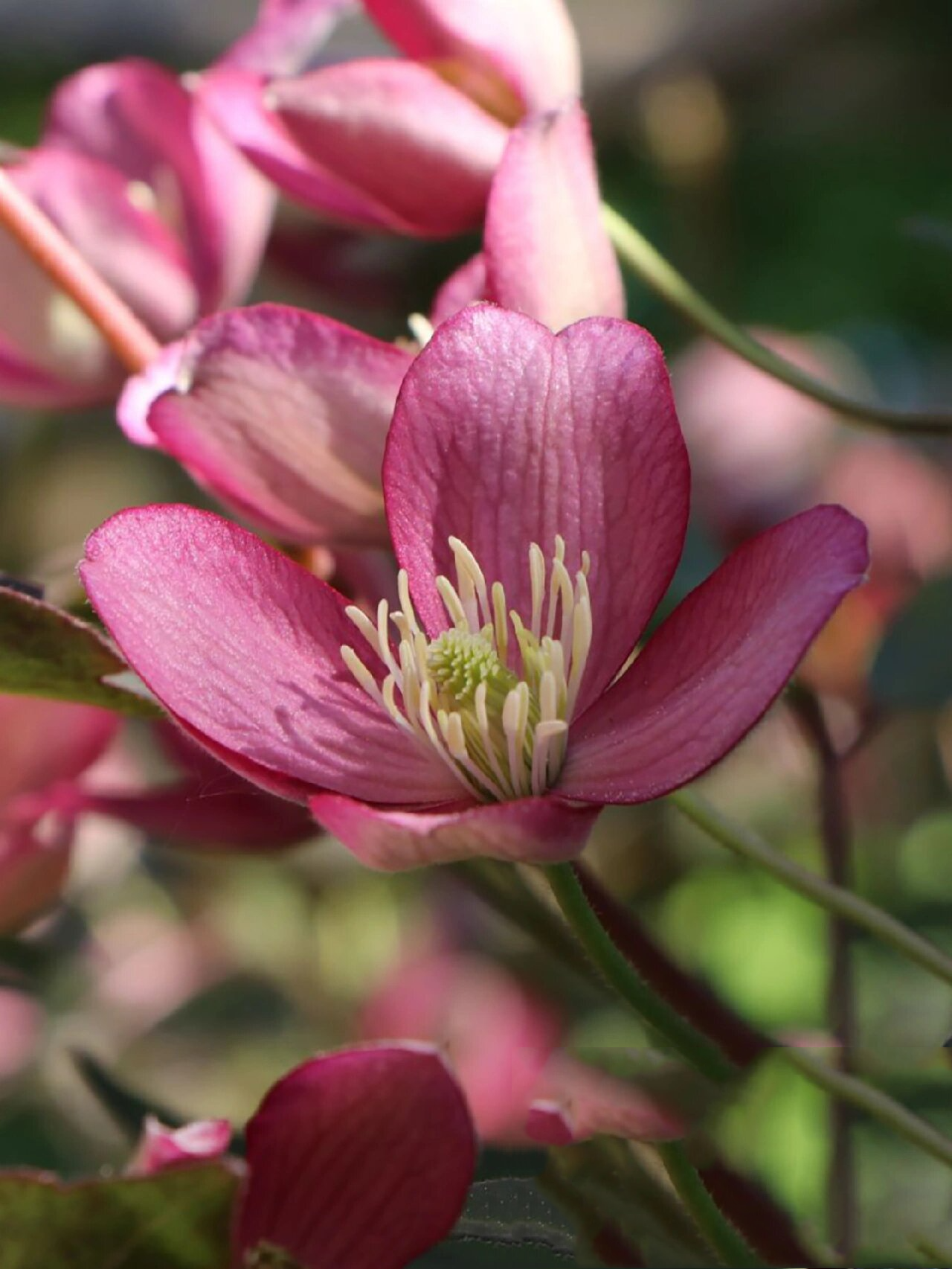 蒙大拿组铁线莲介绍(三) 梵高 同样为蒙大拿系列的铁线莲 有着深红色