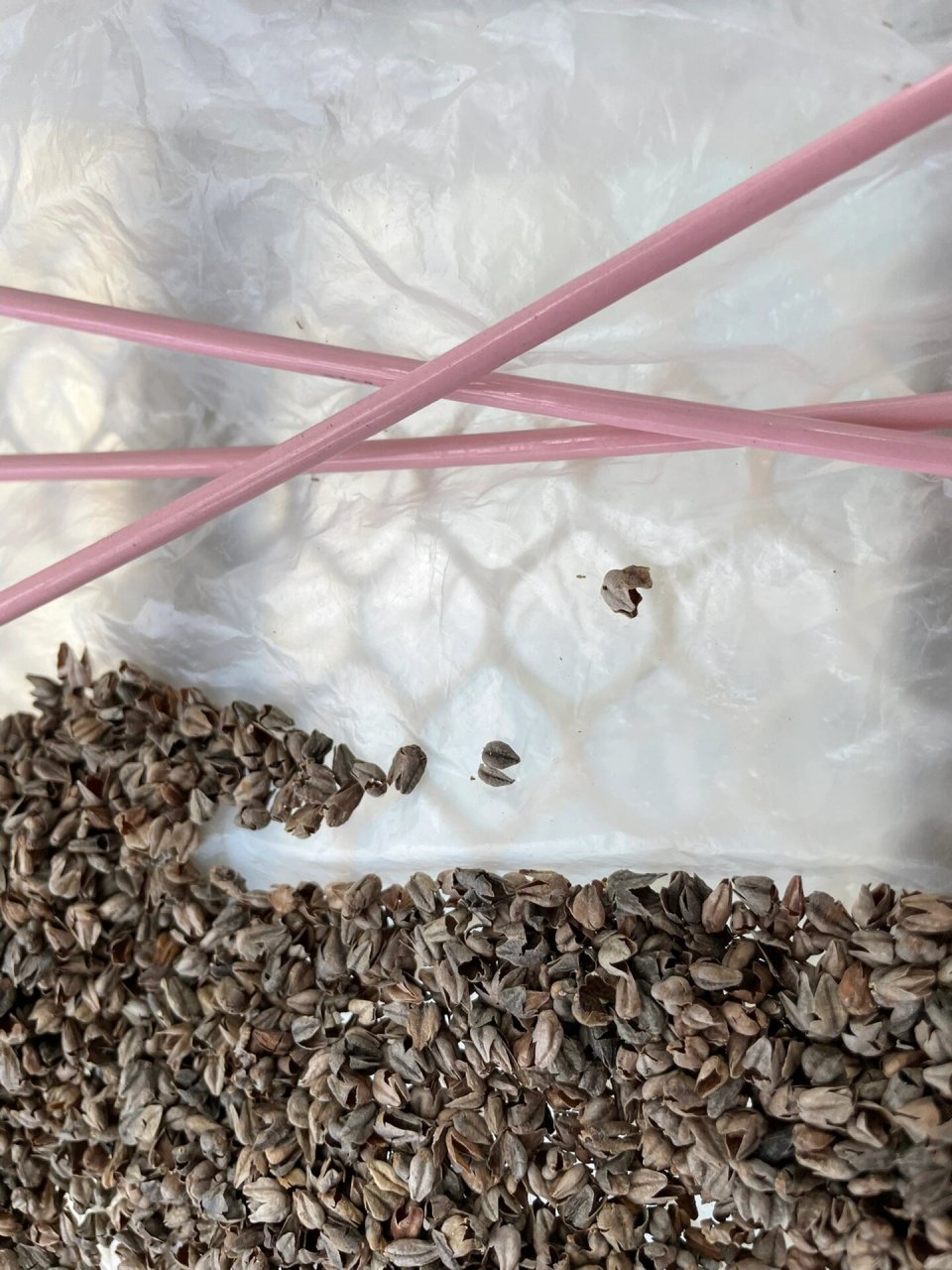 用了半年的荞麦枕生虫了,睡觉发现枕头底下一大片小虫子,肉眼要很认真