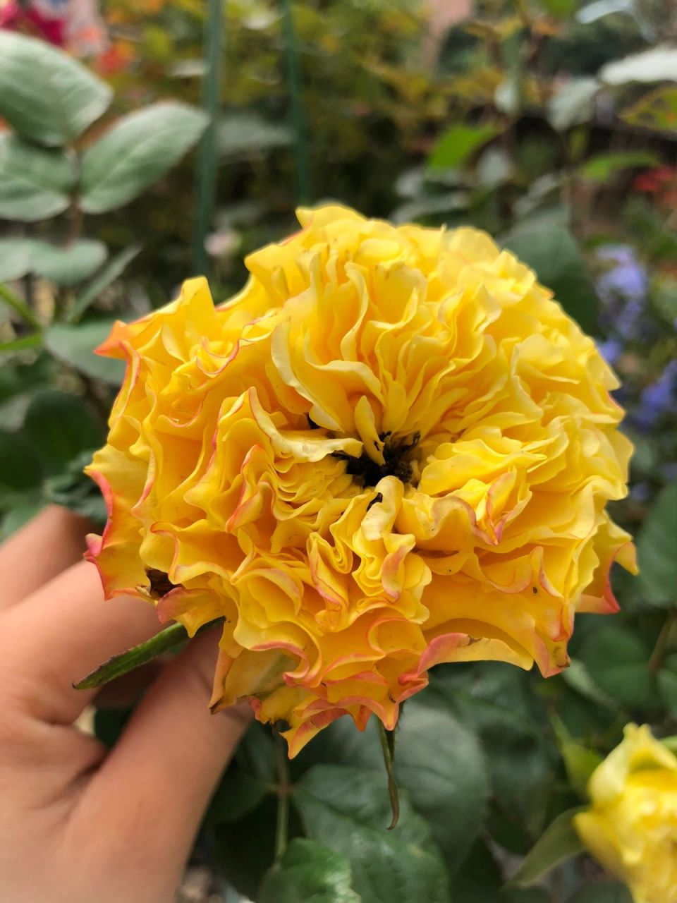 芒果酒吧月季     带波纹边,花色刚开有点带橙边,耐晒耐雨淋,颜色饱和