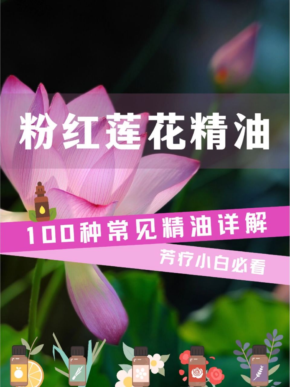 神圣粉红莲花精油,清心抗老退烧助眠!