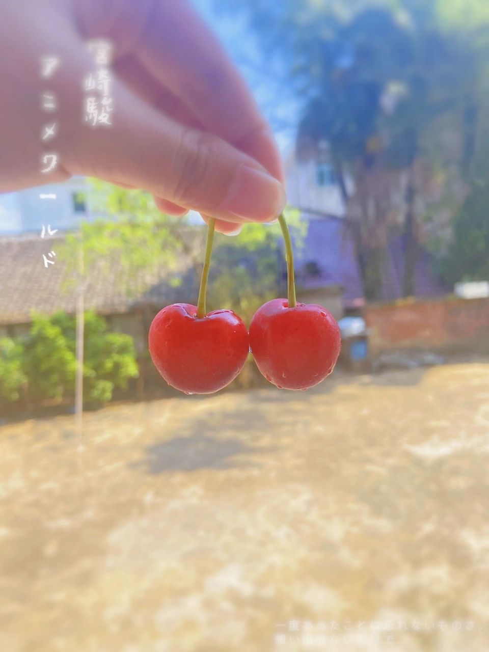 关于樱桃的文案 想了一百个关于樱桃的文案 都不及入口的这一抹甜90