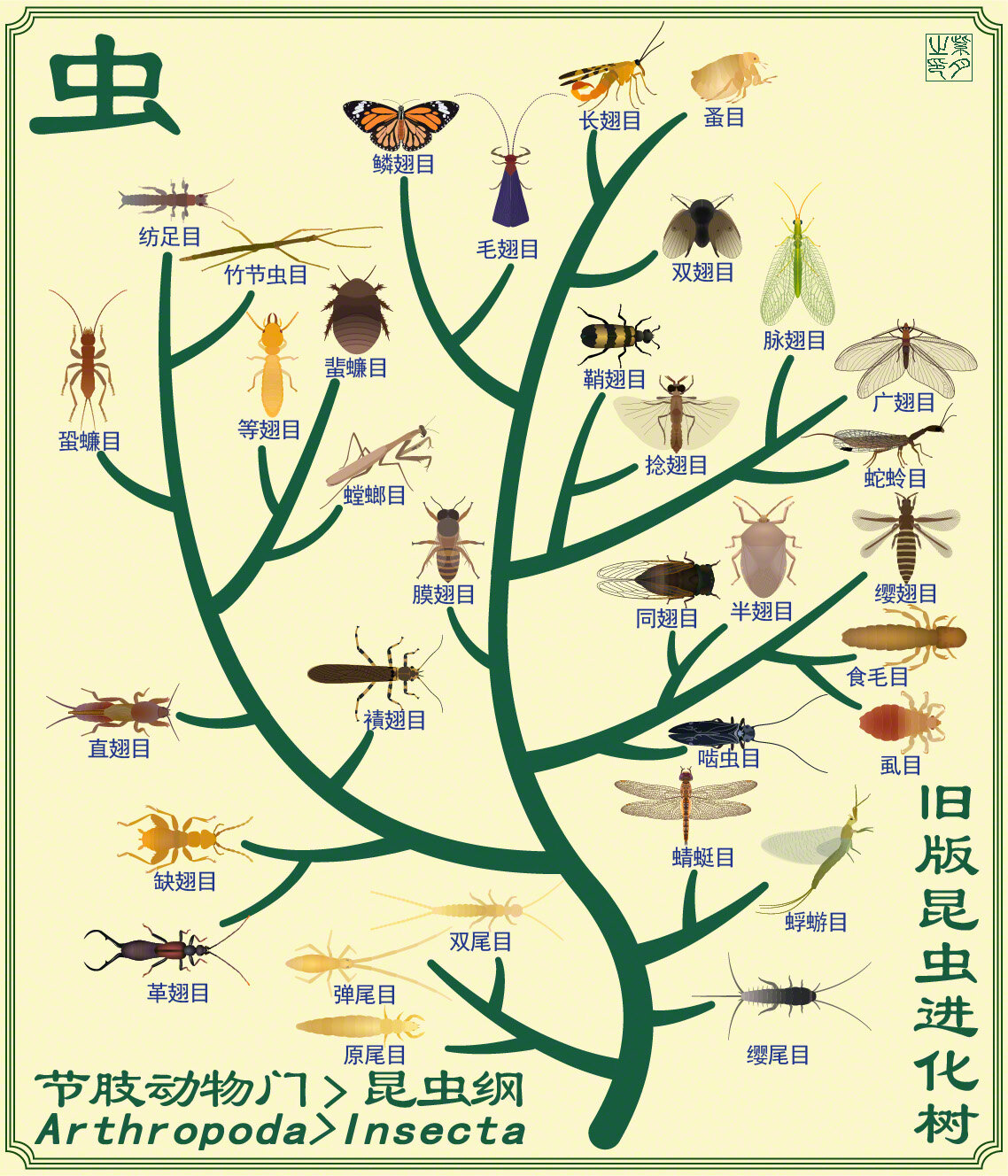 三叶虫进化树图片