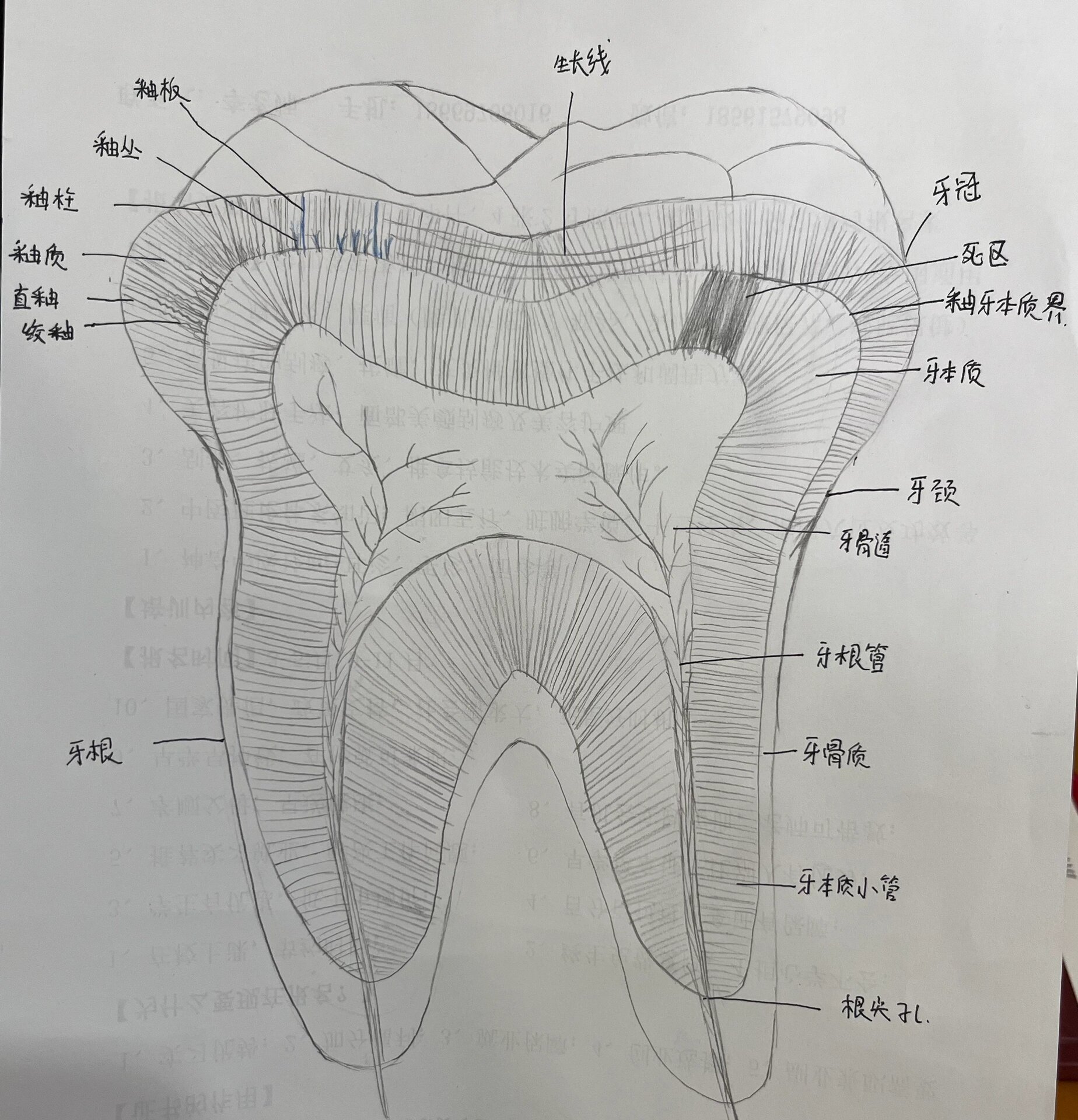 口腔组织病理学绘图