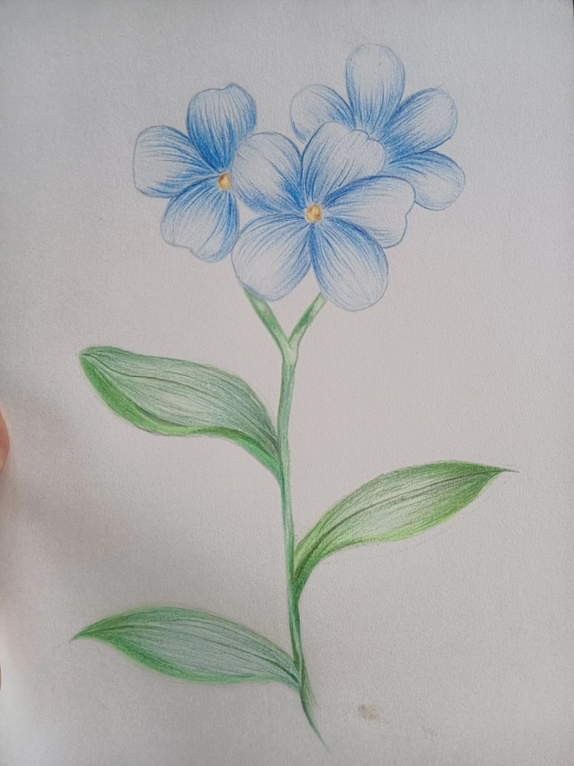 彩铅画 花 勿忘我