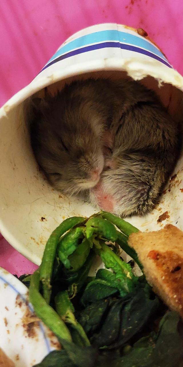 仓鼠的交配一般就是公仓鼠在笼子里到处追母仓鼠,追