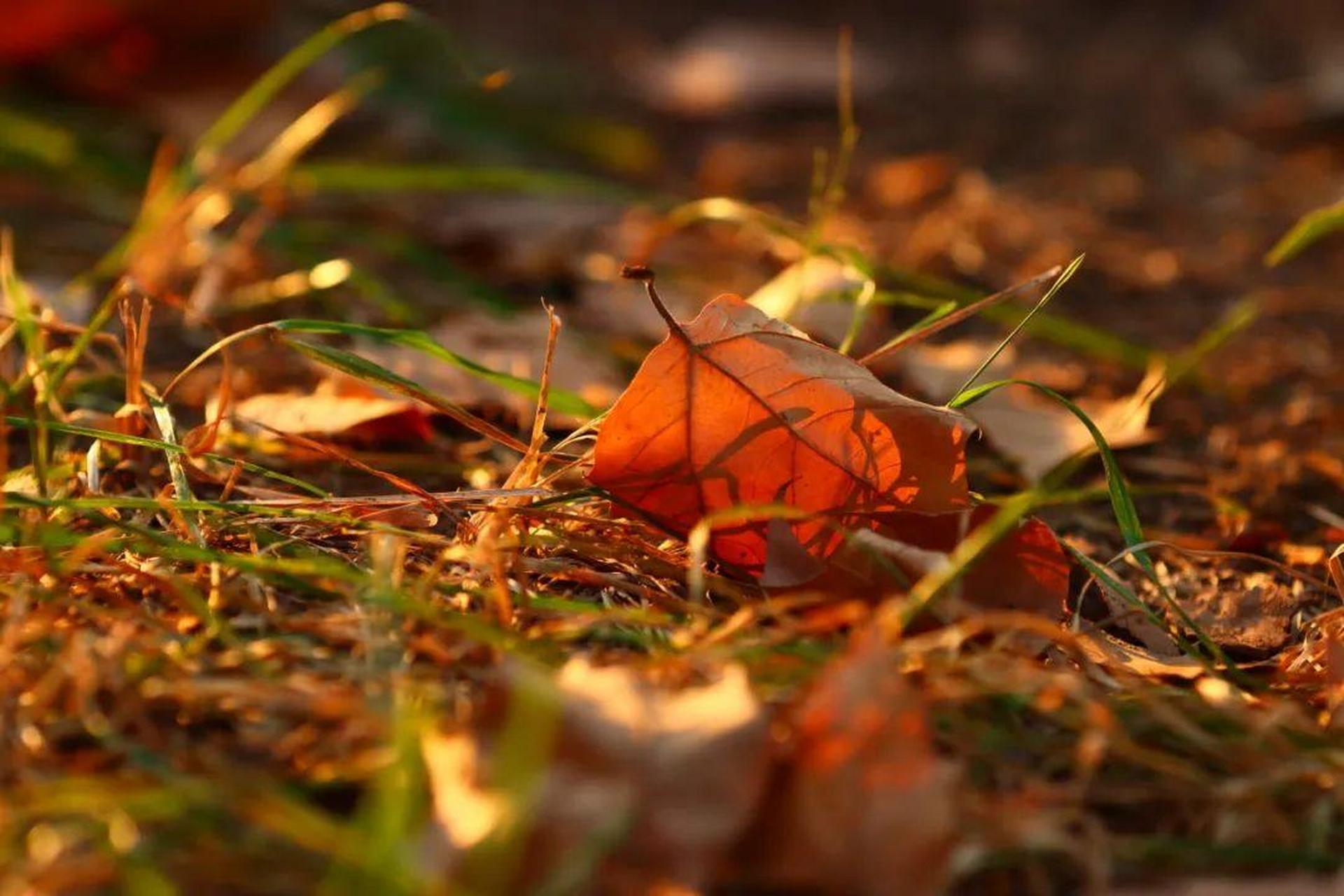山东省实验的秋着实燃情 时间在校园结了果  秋风为它上了色  在这个