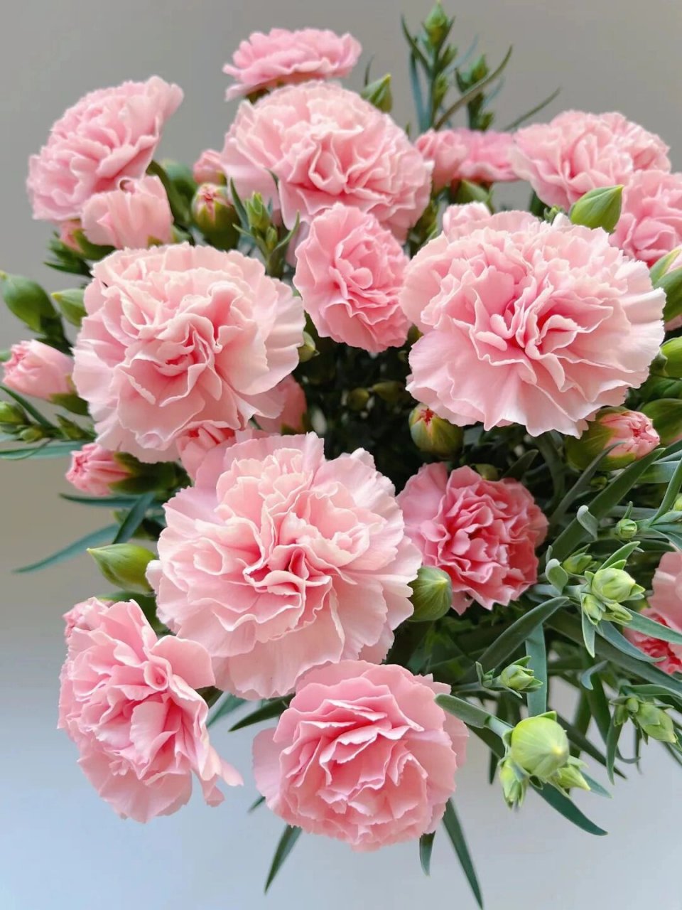 康乃馨图片真实照片 🌸 康乃馨:母爱的象征,温馨的使者 🌸  🌺