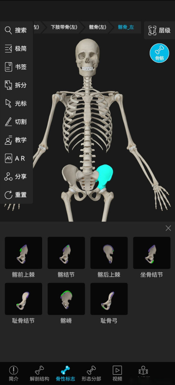 髋骨骨性标志图片图片