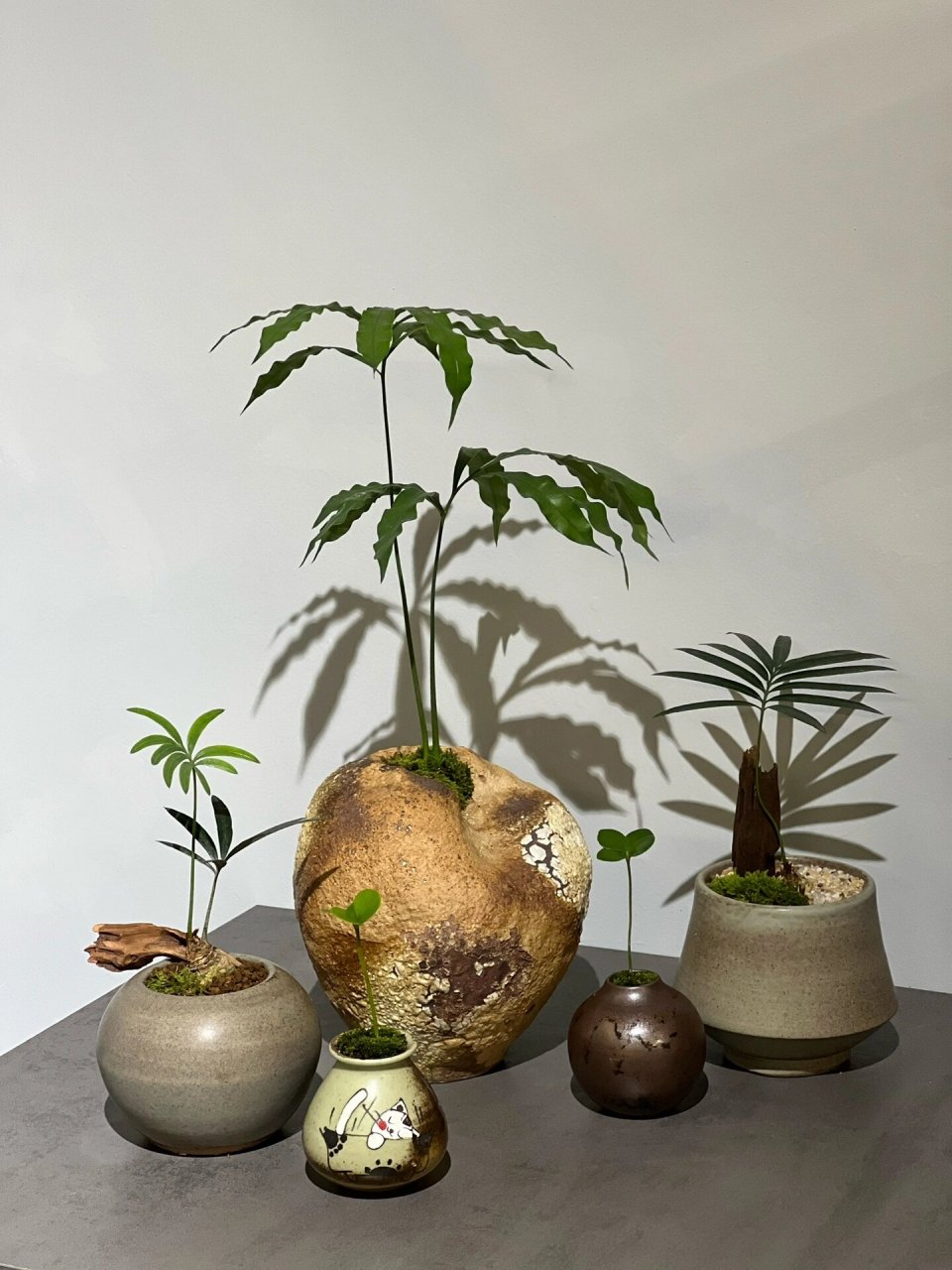 小鲜肉|德保苏铁 石山铁 一组小可爱00