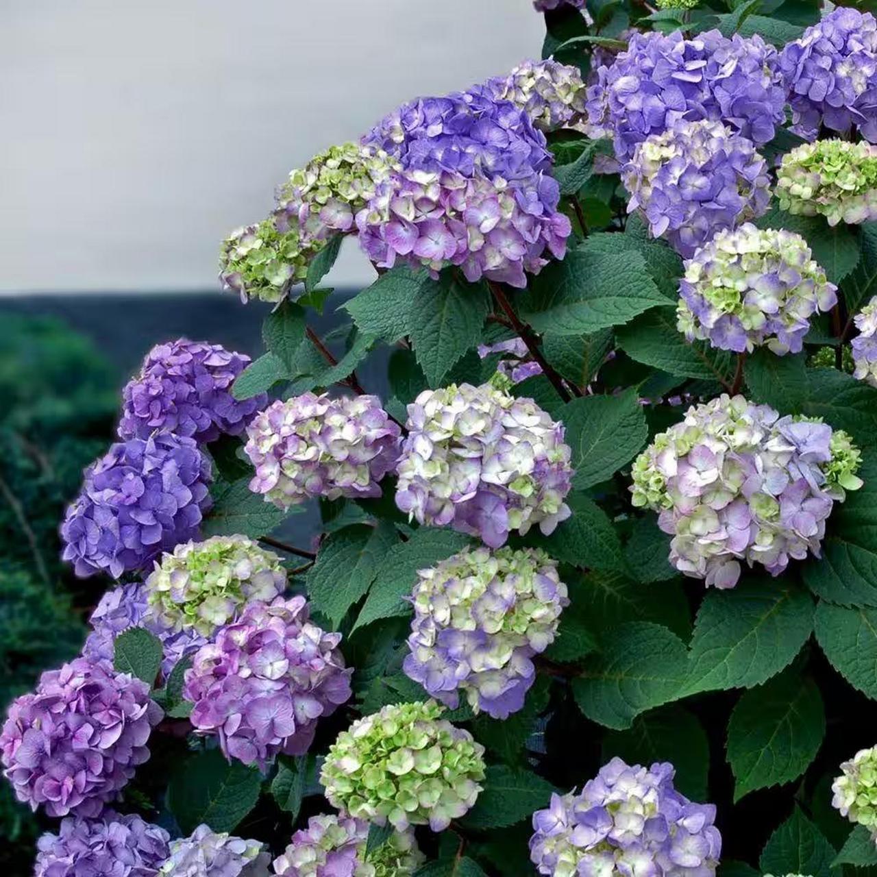 双色绣球花(hydrangea macrophylla my beautiful diva),是一种迷人