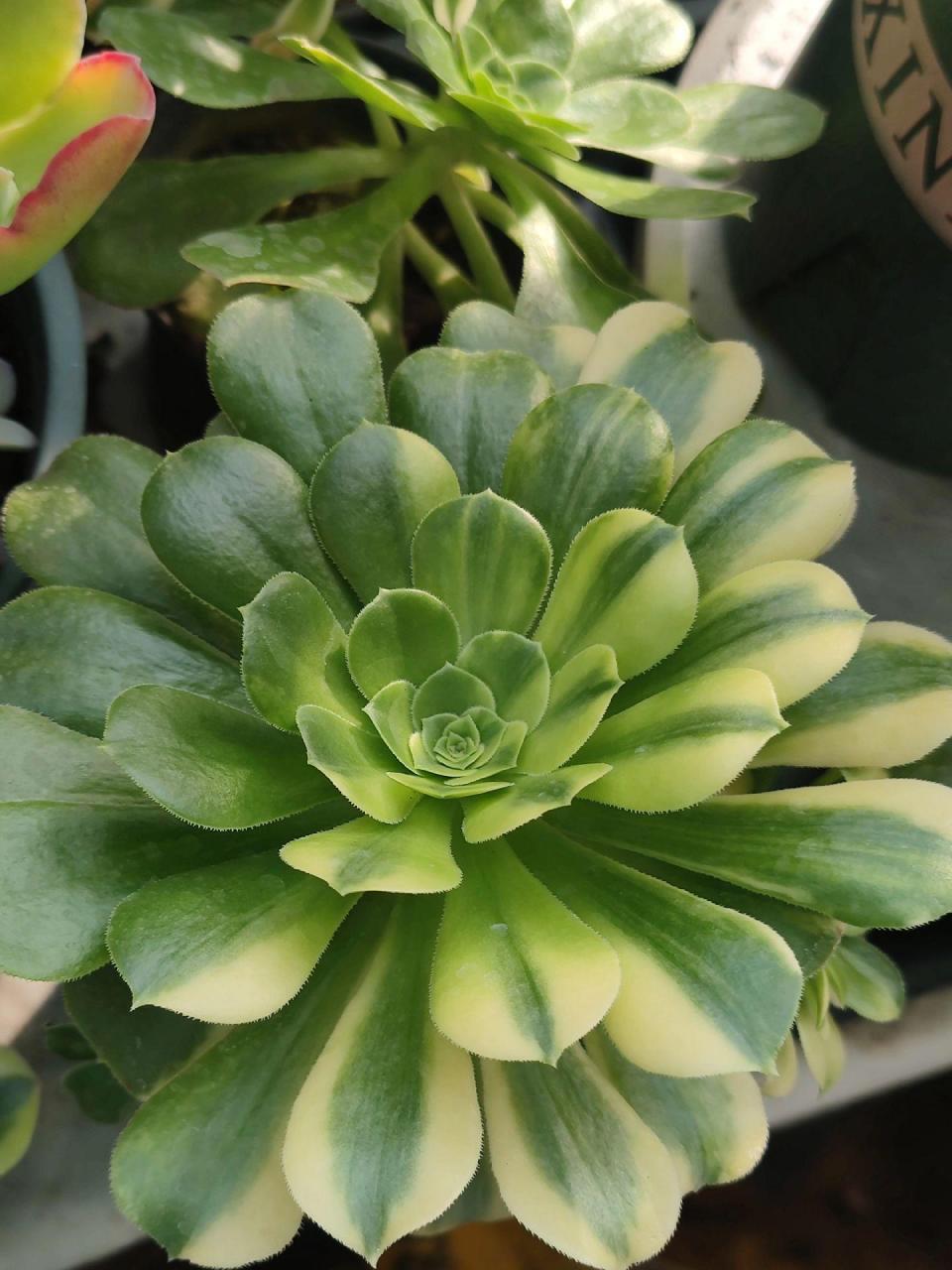 金丝翡翠.绿羊绒贡献了很多锦,现有四种,艳凝,金丝翡翠,迈巴赫,中斑.