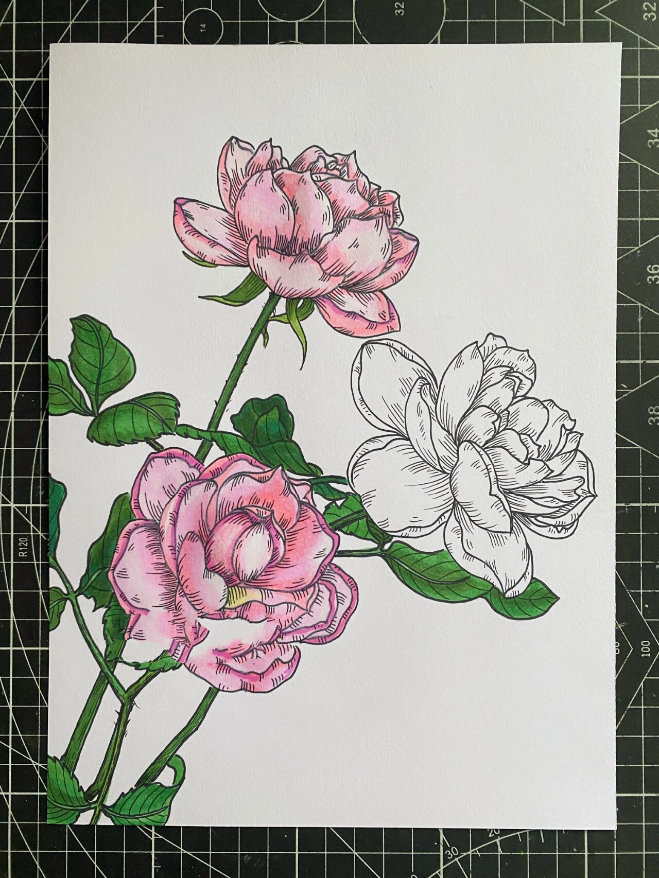 月季‖线描‖马克笔‖原创【附过程】