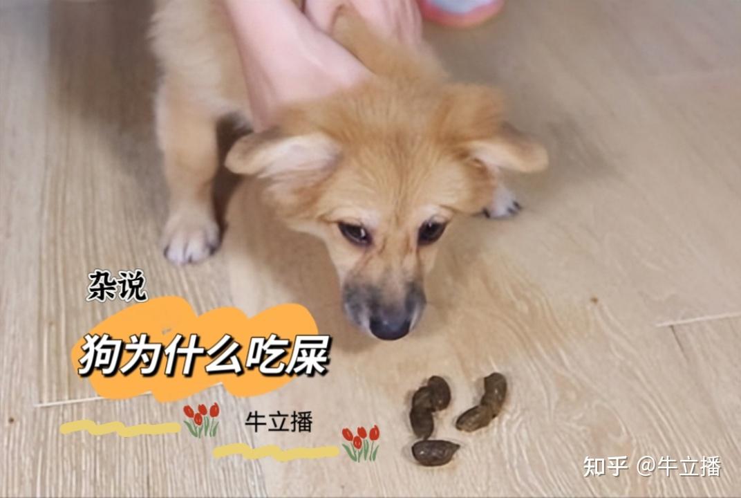 狗为什么喜欢吃屎