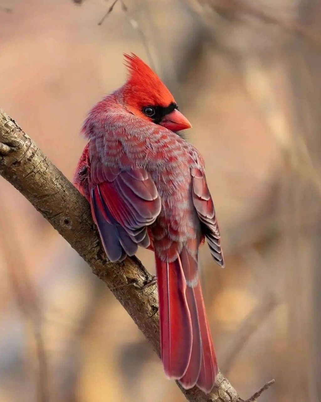 北美红雀 #鸟类# #保护动物# #北美红雀