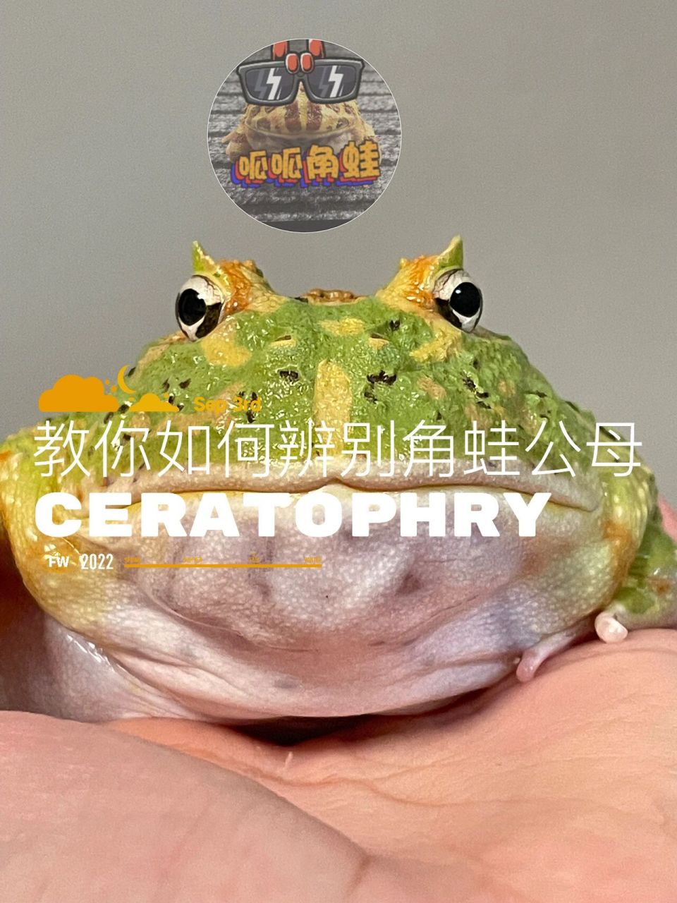 教你如何辨别角蛙公母 本帖只阐述和分享本人几年来养蛙经验,勿杠,蛙